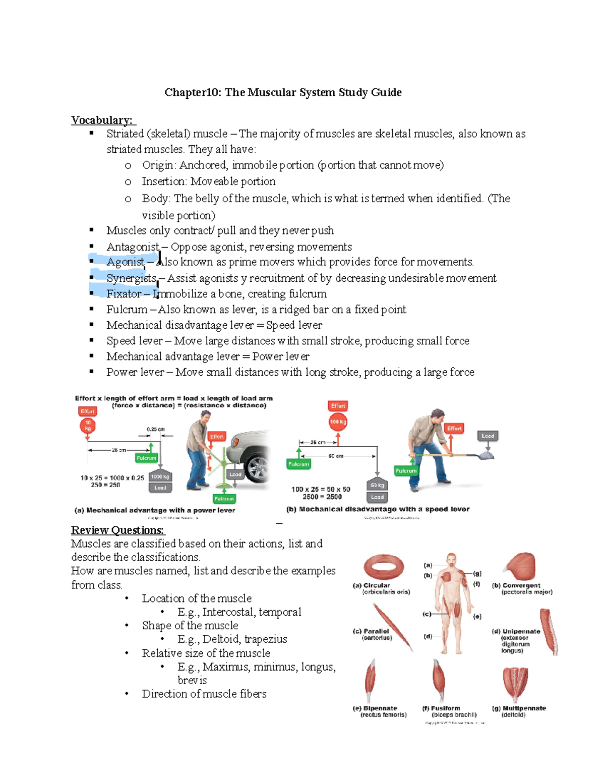 Chapter 10 The Muscular System Study Guide - Chapter10: The Muscular ...