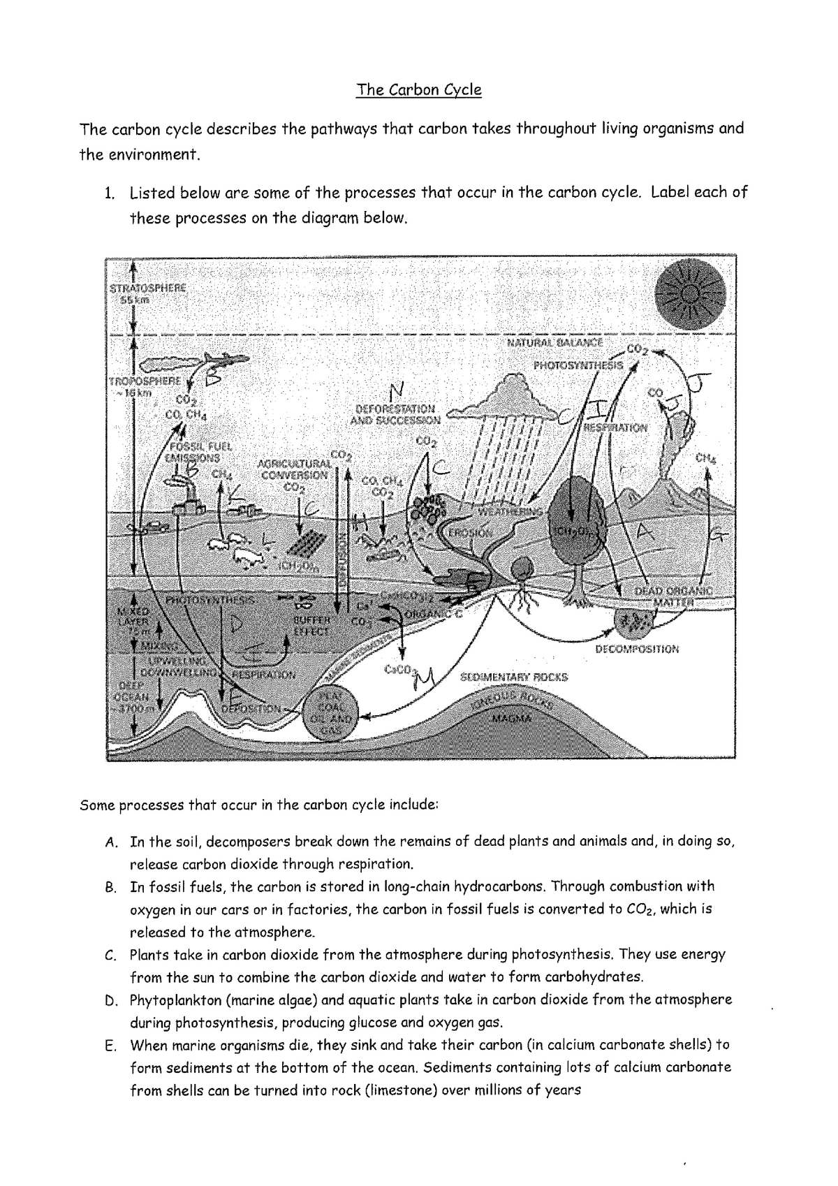 Answers - Carbon Cycle worksheet Fundamentals of Science Practice Throughout The Carbon Cycle Worksheet