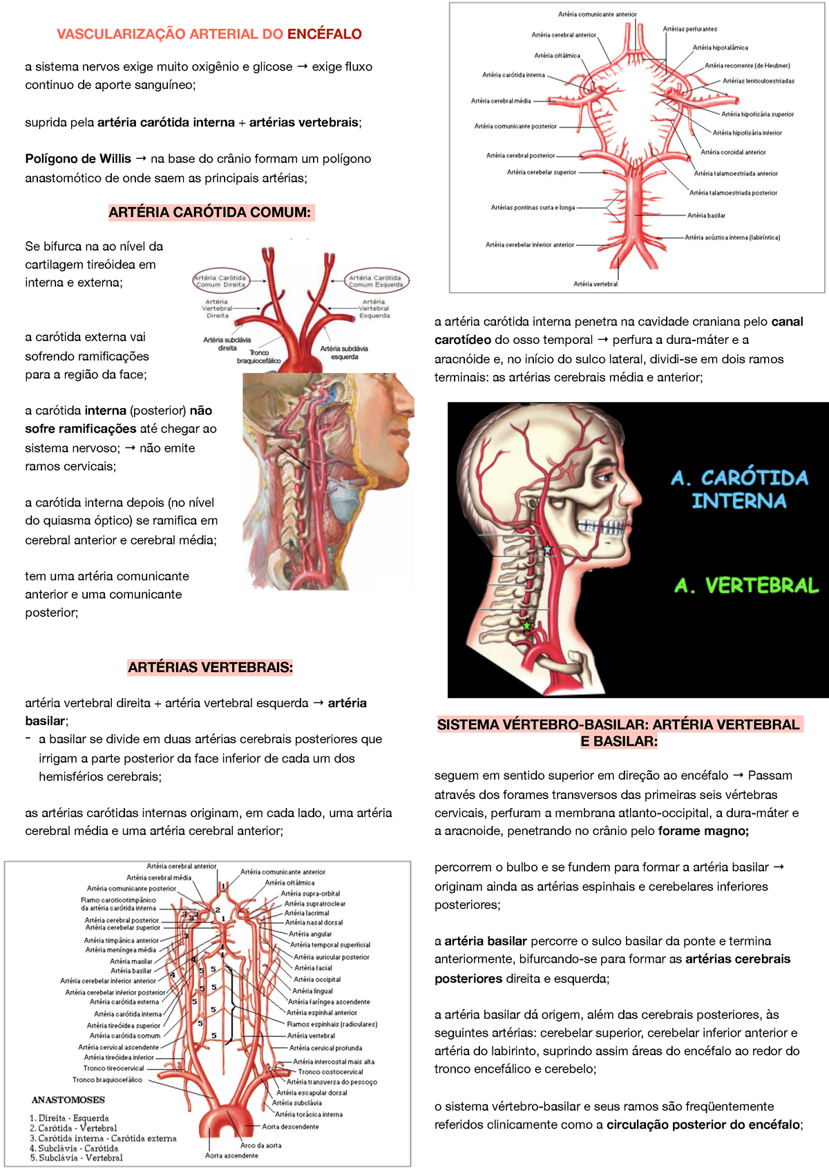 VascularizaçÃO Arterial DO ENCÉFALO - SO III - VASCULARIZAÇÃO ARTERIAL ...