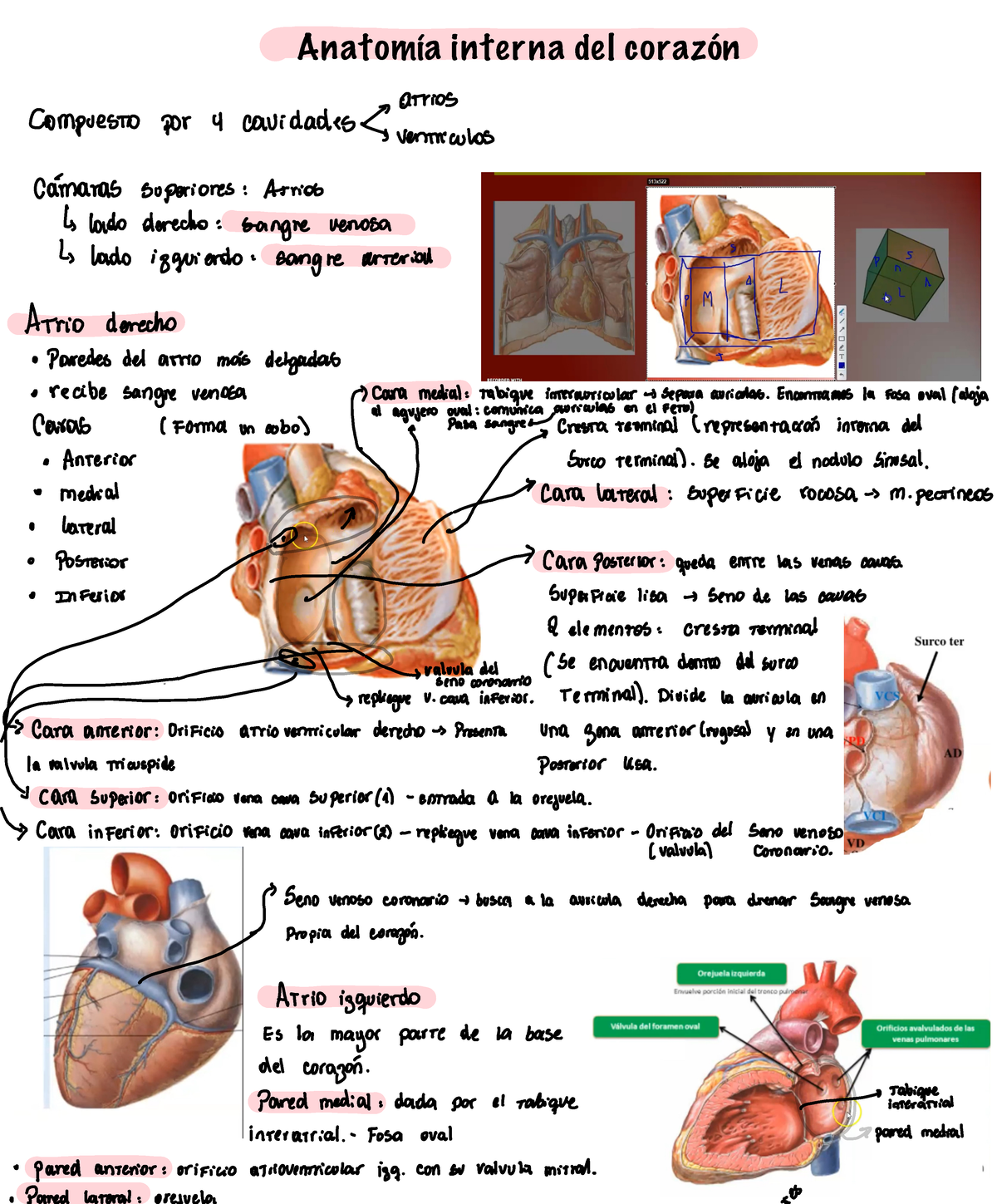 Mi Nota 4 - Resumen Anatomía Corazón - Anatomia Humana - Studocu