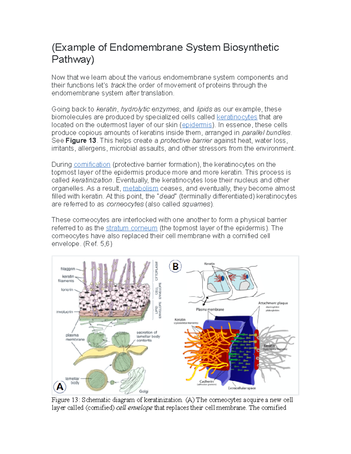 Example of Endomembrane System Biosynthetic Pathway (Example of
