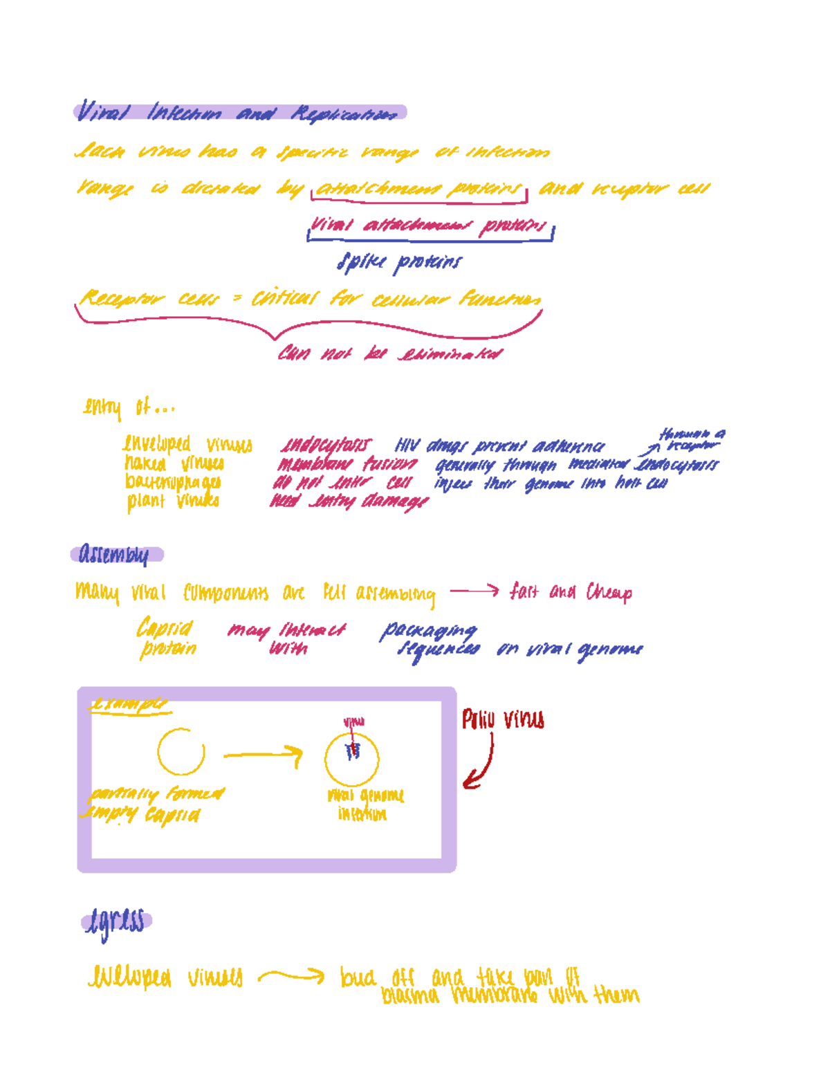 Chapter 9 Exam Review - Viral Infection And Replication Lack Vines Has ...