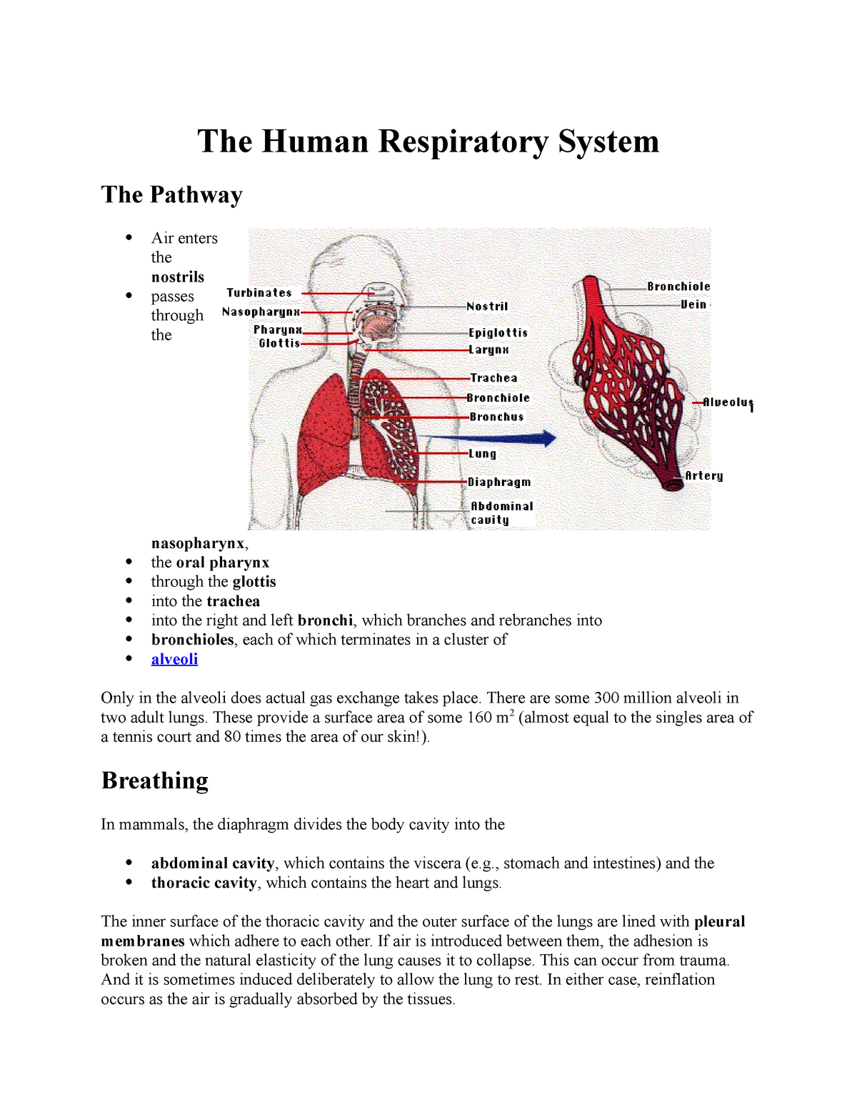 Respiratory System Notes anatomy - The Human Respiratory System The ...