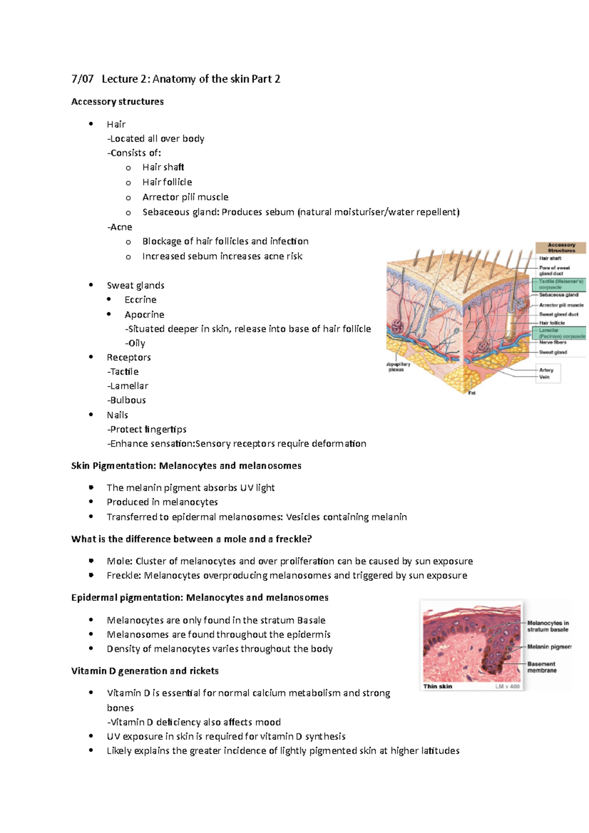 Lecture 2 - 7/07 Lecture 2: Anatomy of the skin Part 2 Accessory ...