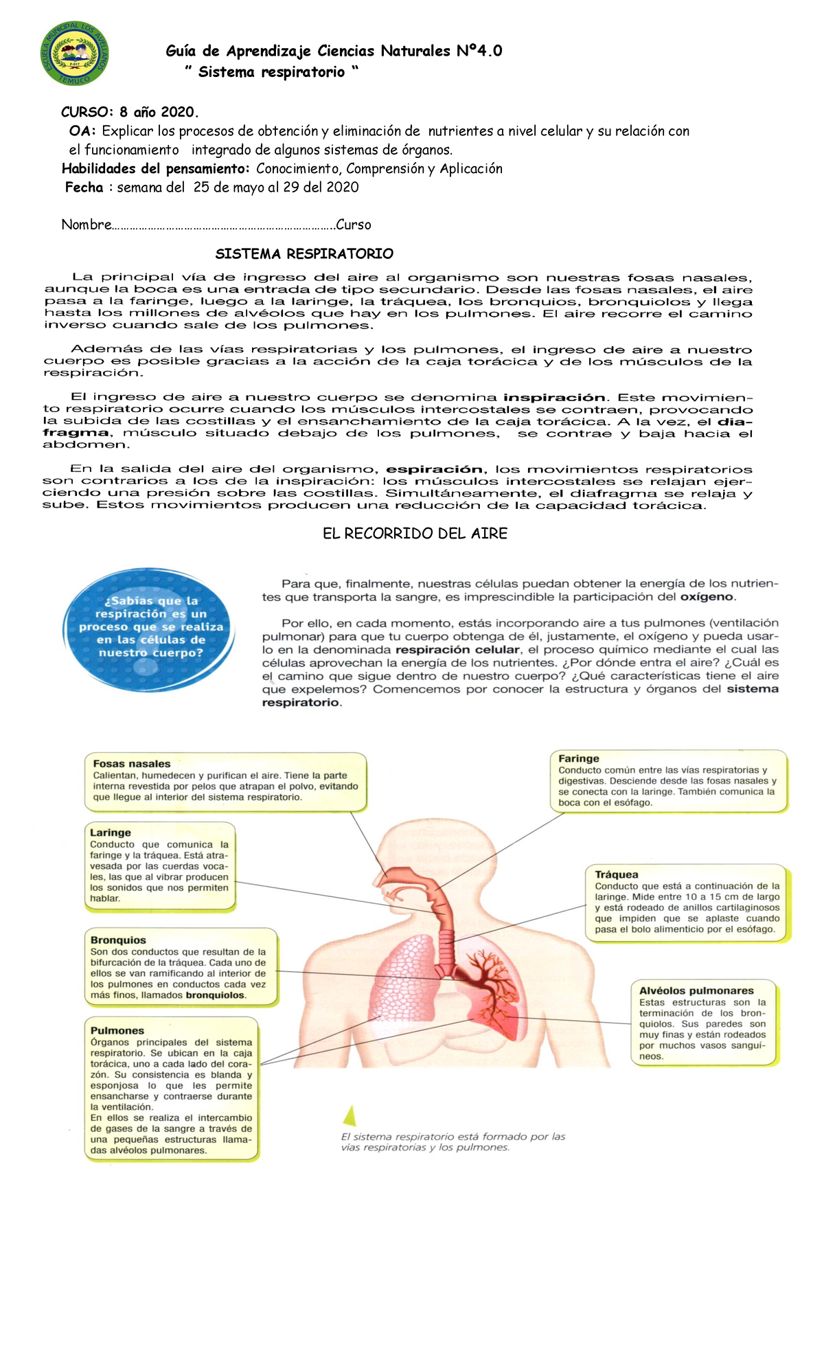 Guia Sistema Respiratorio - Guía De Aprendizaje Ciencias Naturales Nº4 ...