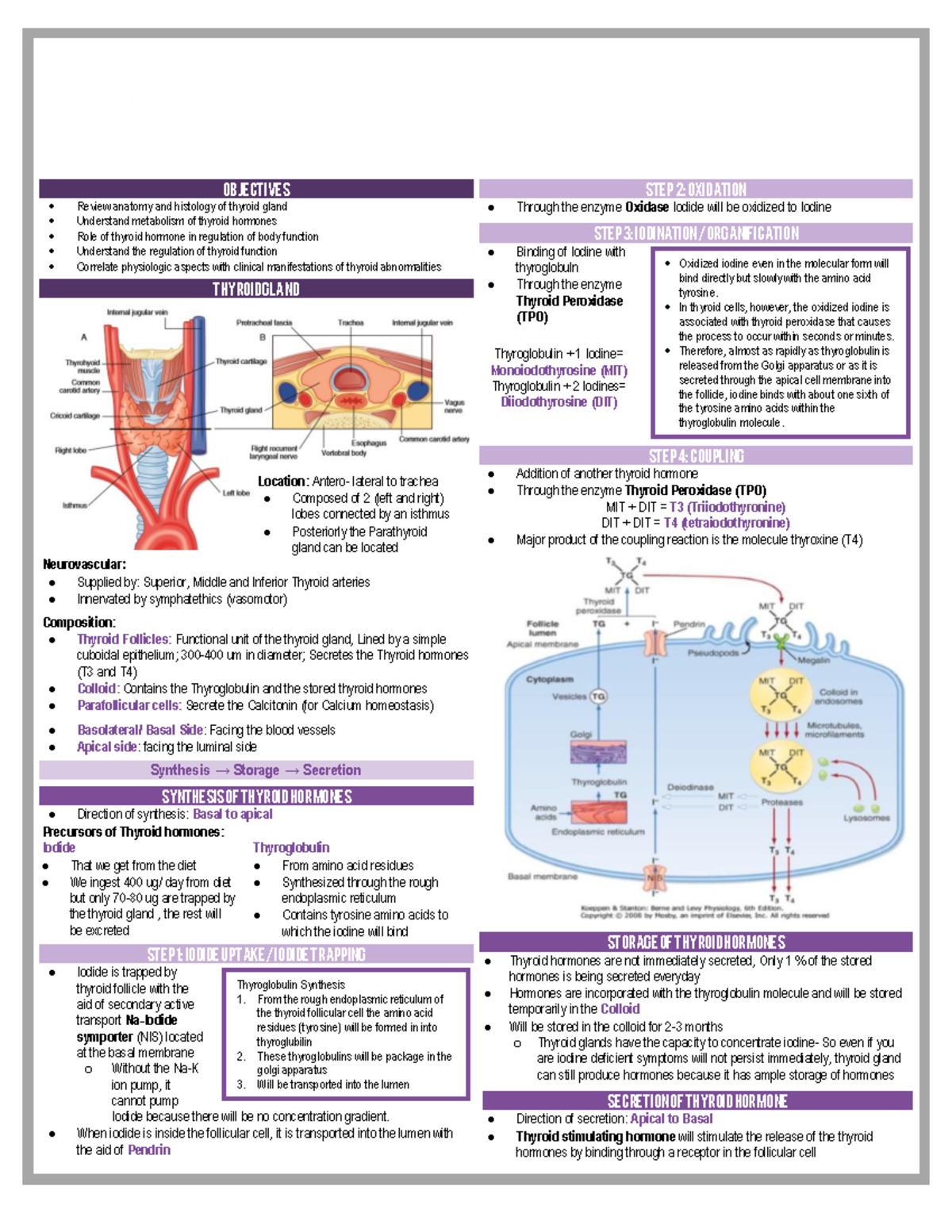 Physiology of Thyroid Gland - PHYSIOLOGY B Thyroid gland 2019 -2020 ...