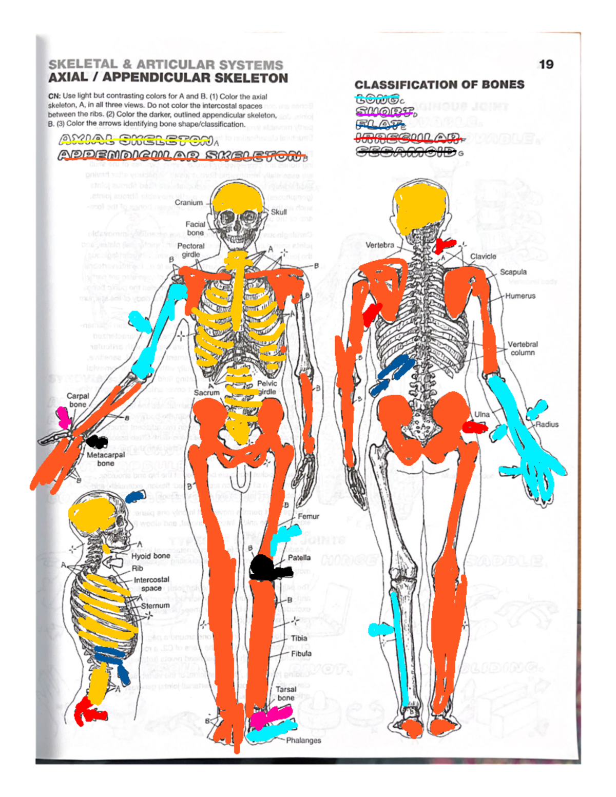 Kami Export - Ivonne Oduwa - skeletalcoloringsheet - BLAW 2013 - Studocu