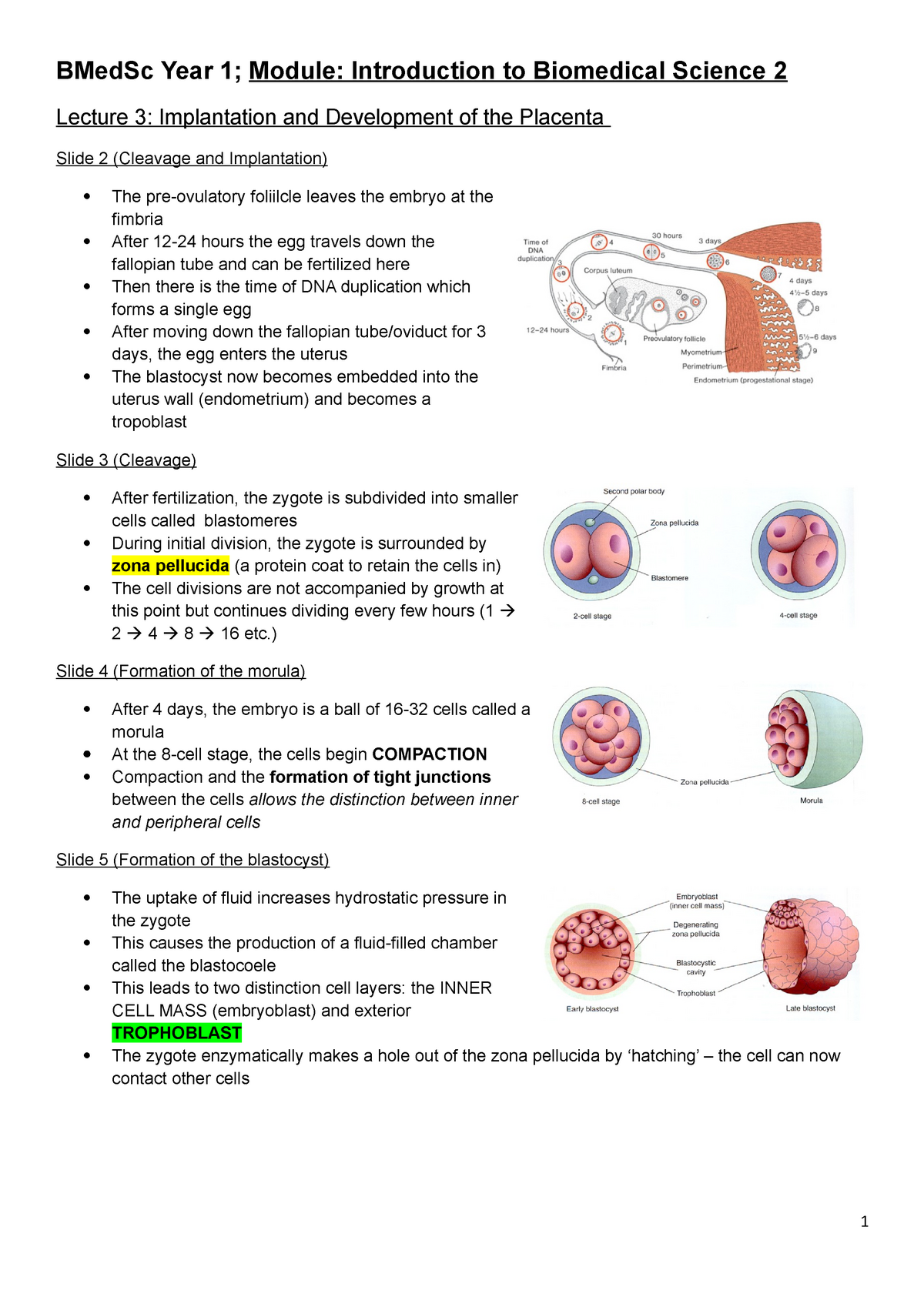 How Many Days After Conception Is Implantation