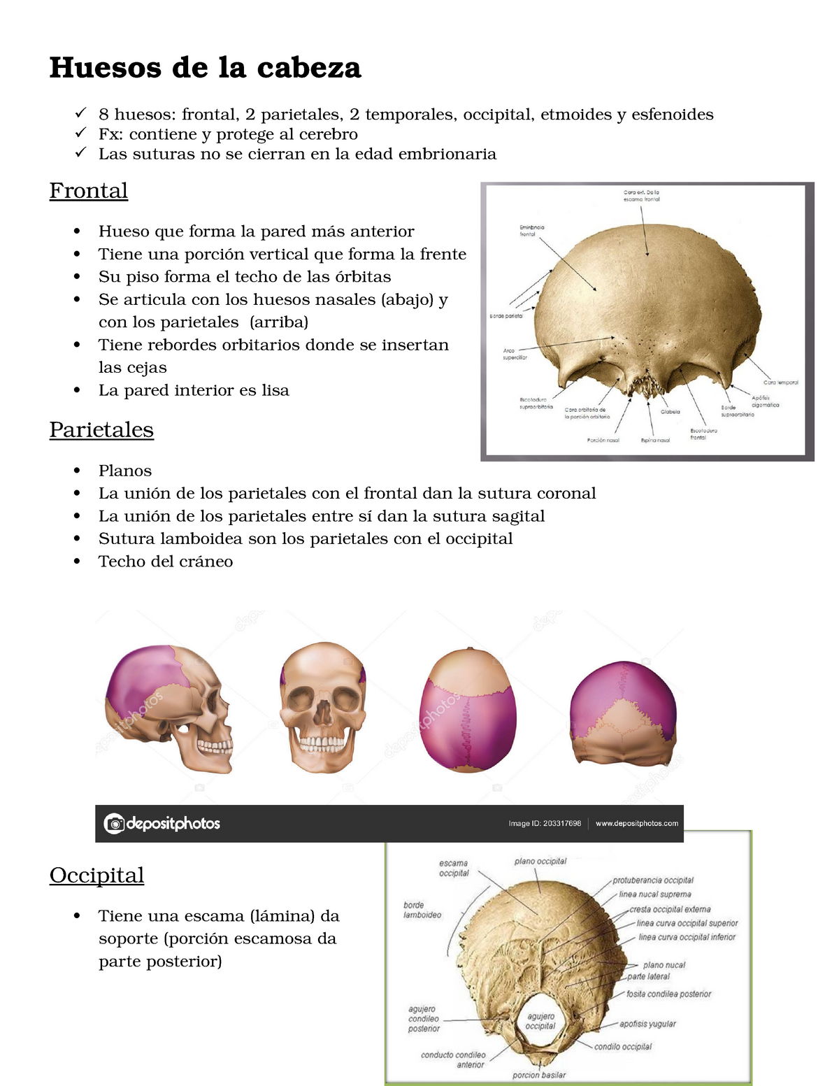 Huesos De La Cabeza Anatomia Studocu