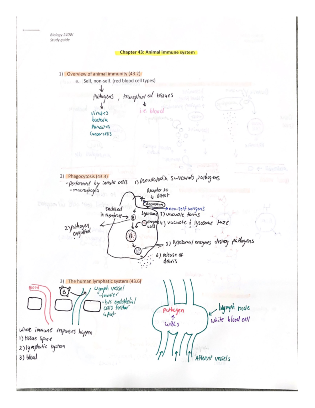 Animal Immune System (Ch. 43) - BIOL 240W - Studocu