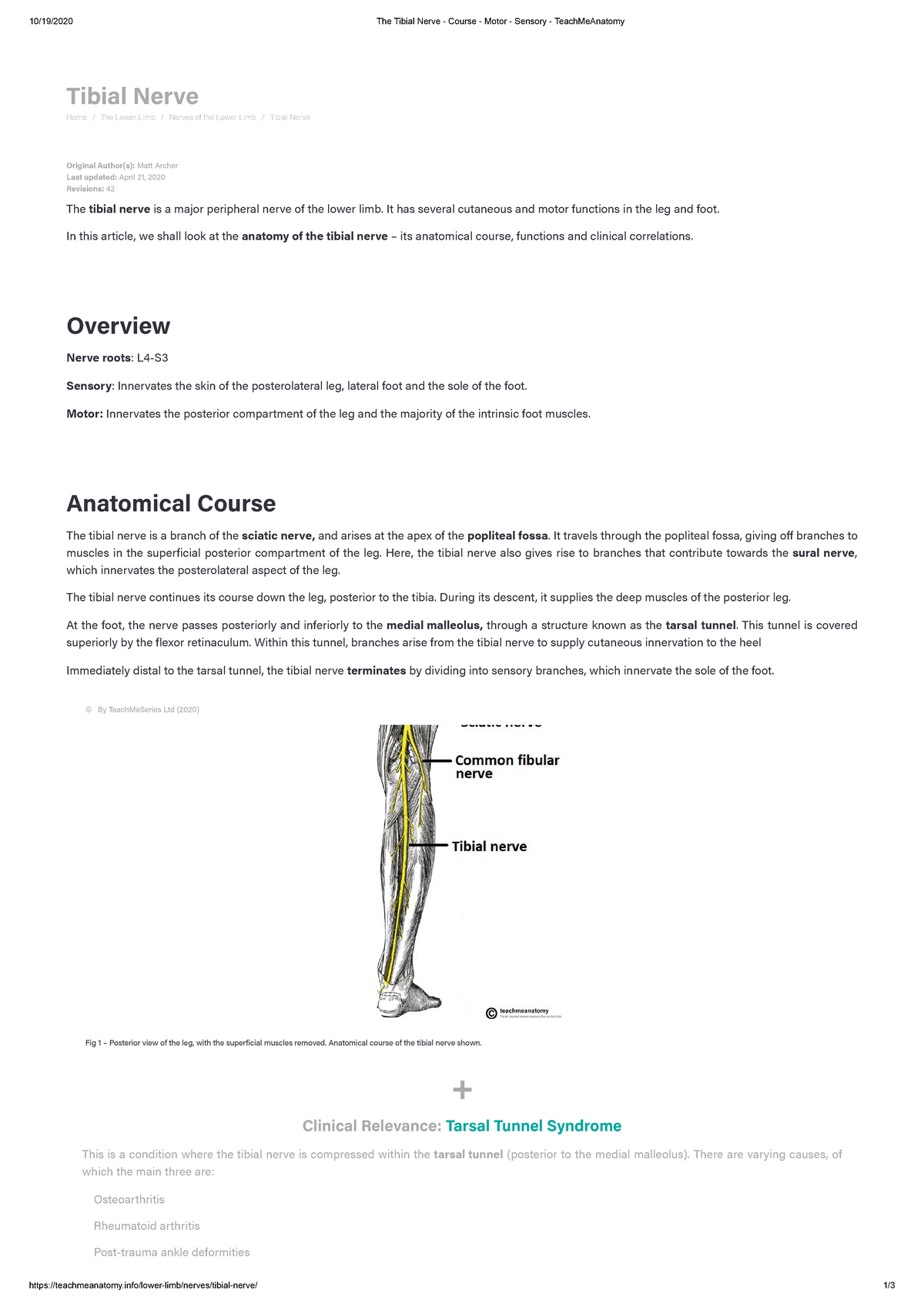 The Sciatic Nerve - Course - Motor - Sensory - TeachMeAnatomy