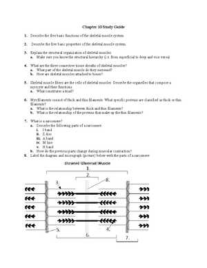 Anatomy and Physiology 101 Chapter 11 Extra Review Questions - Chapter ...