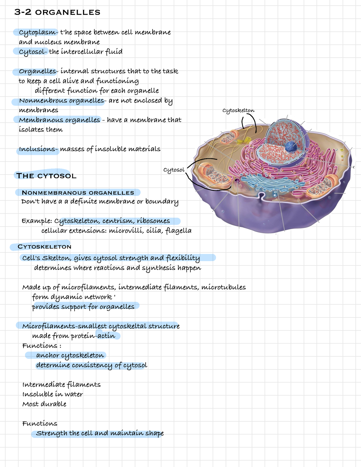 Anatomy - Chapter 3 Notes - 3-2 organelles Cytoplasm- t'he space ...