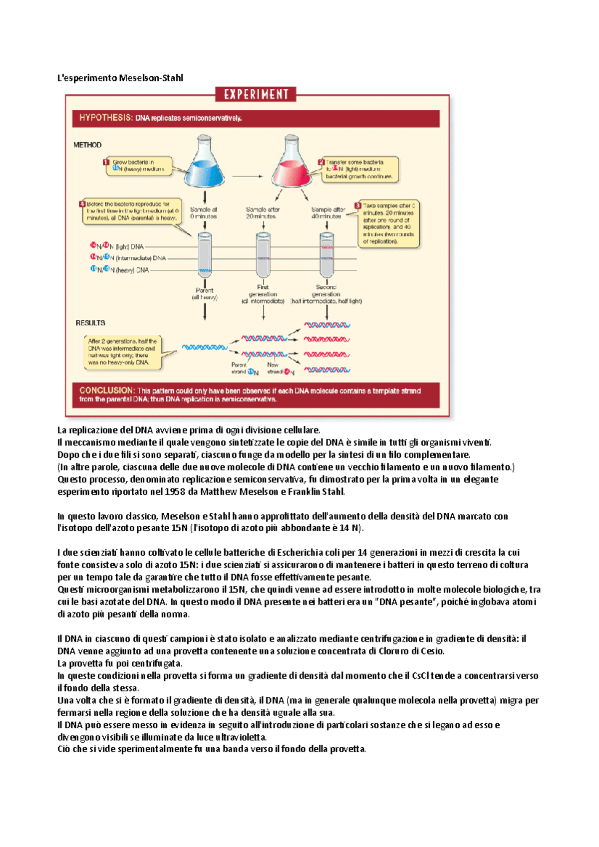 Meselson Stahlr L'esperimento MeselsonStahl La replicazione del DNA avviene prima di ogni