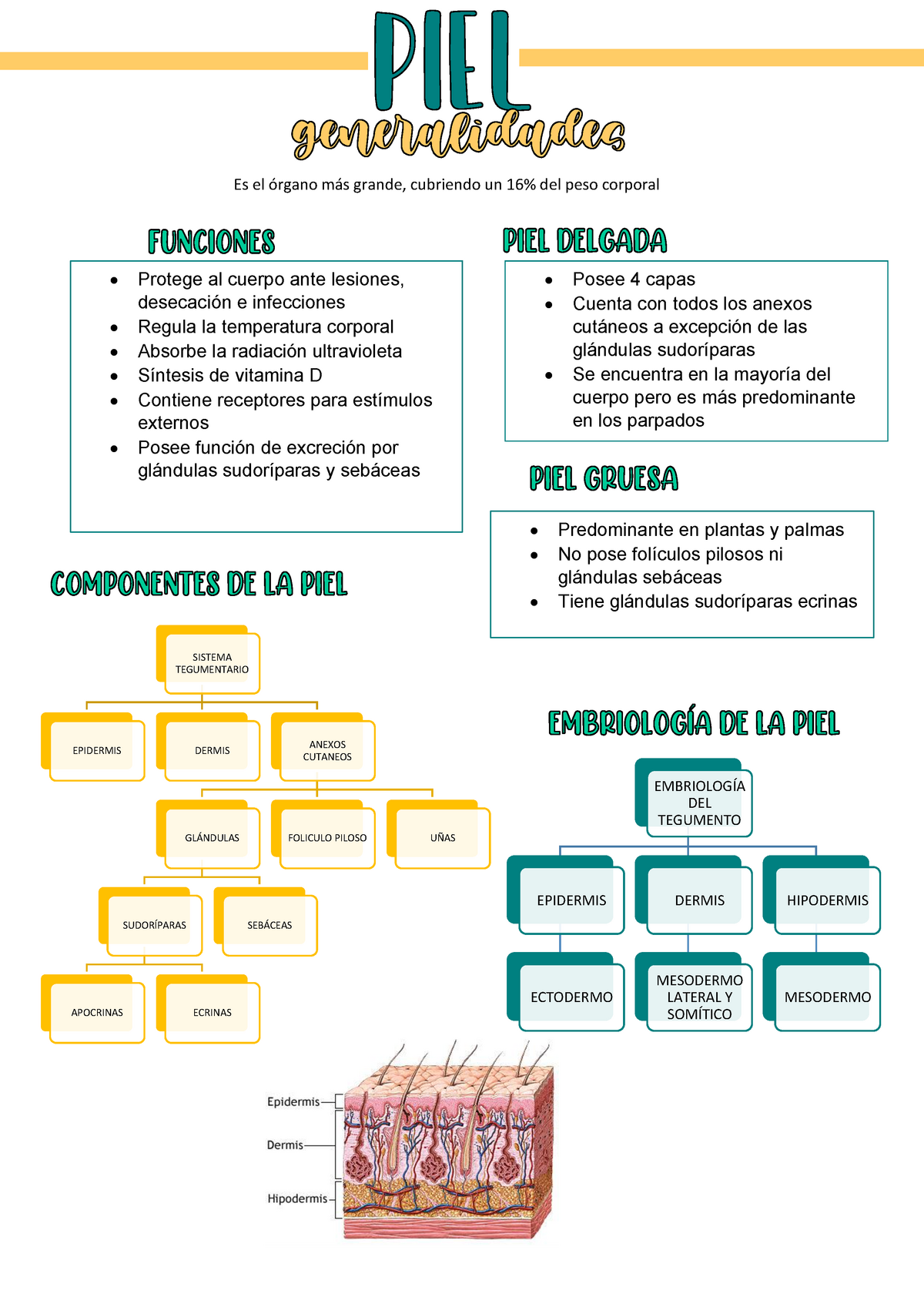 PIEL Villaseñor Baltazar Abraham - SISTEMA TEGUMENTARIO EPIDERMIS DERMIS  CUTANEOSANEXOS GLÁNDULAS - Studocu