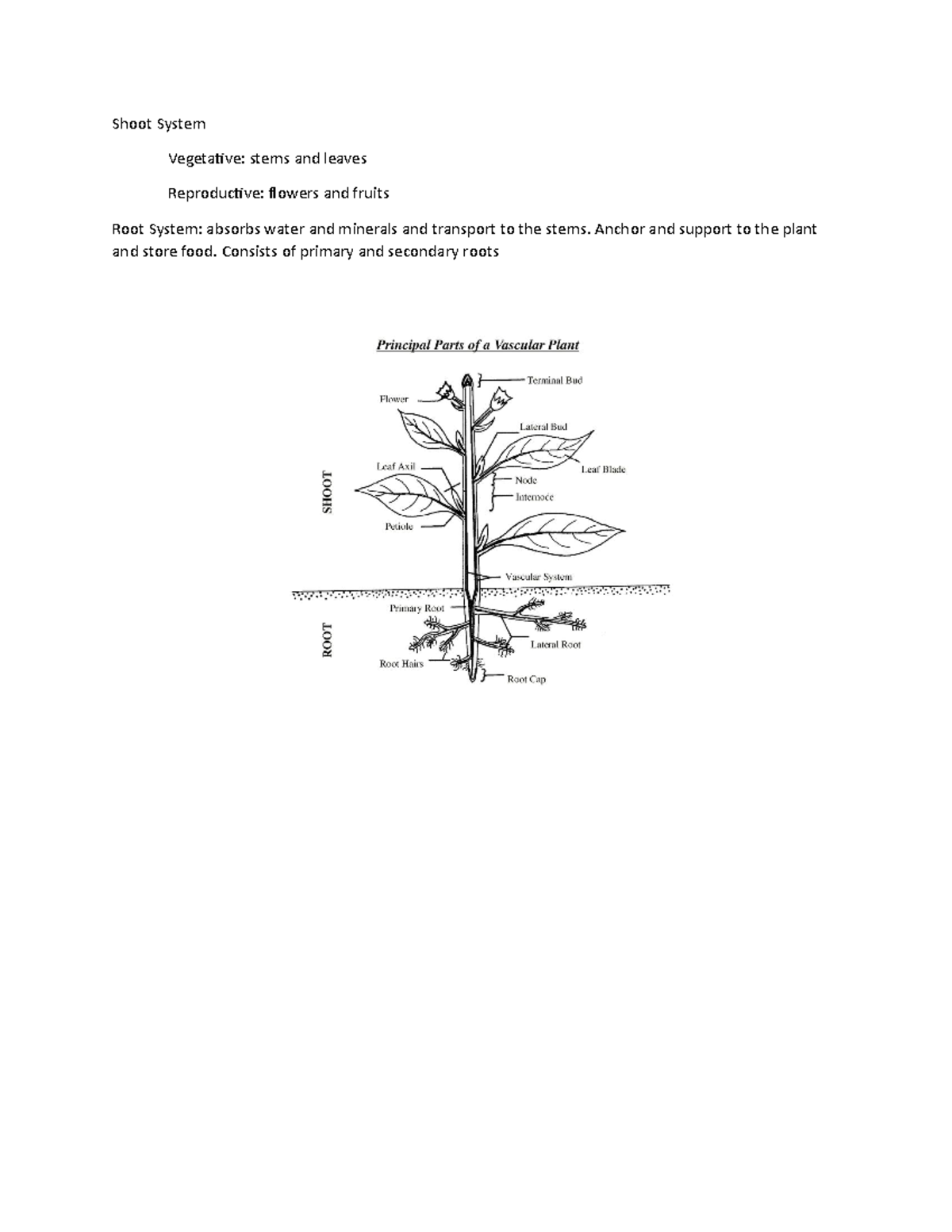 Plants Structures Lab1 Shoot System Vegetative stems and leaves