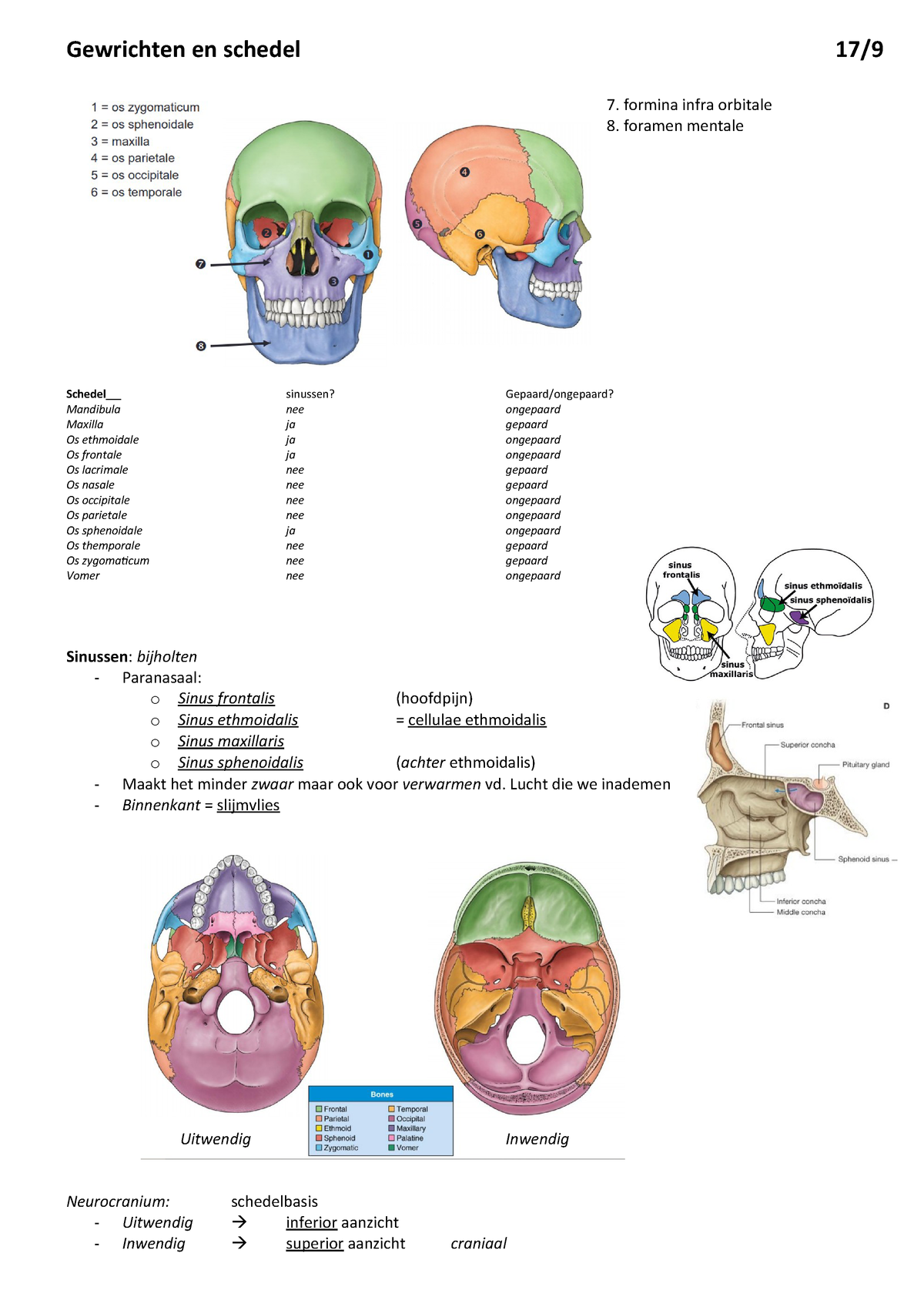 Gewrichten En Schedel 17 9 Studeersnel
