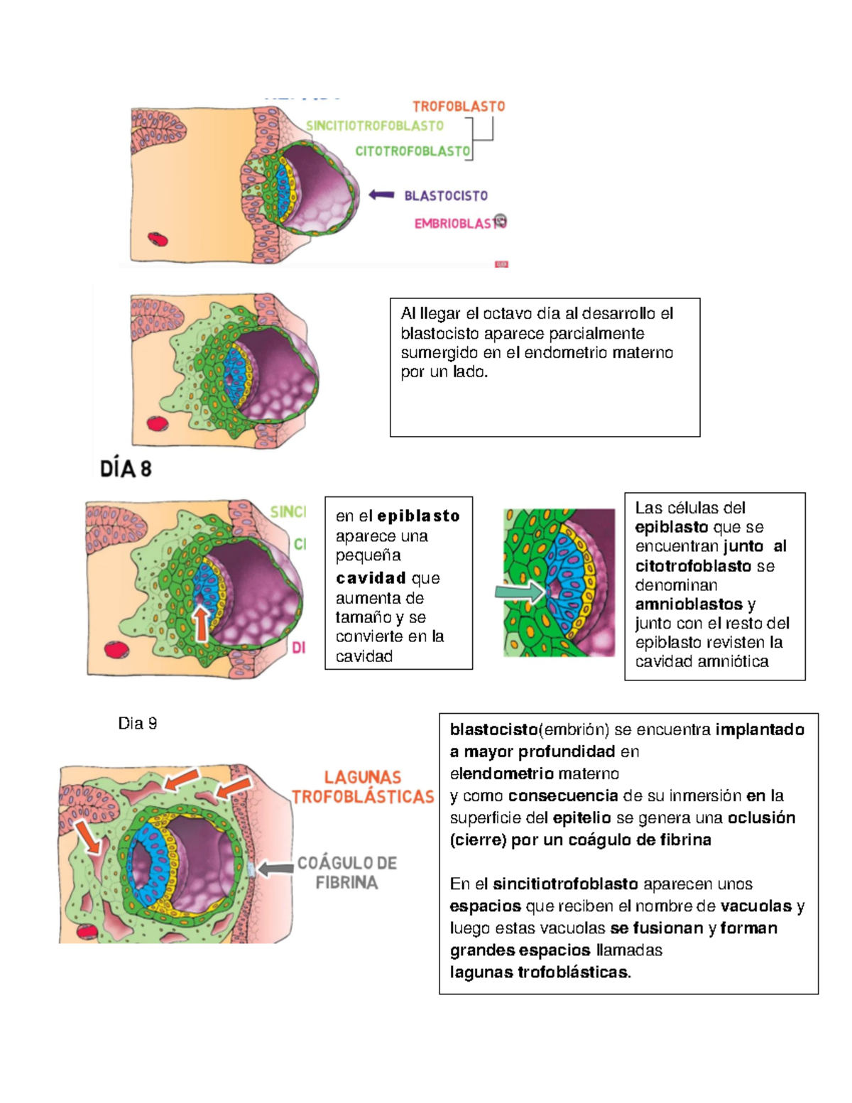 Estefany segunda semana - Dia 9 Al llegar el octavo día al desarrollo ...