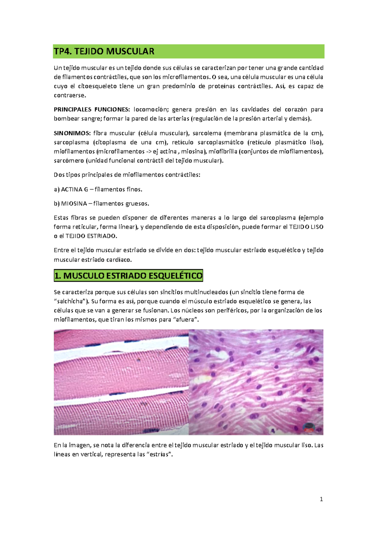 Tp4 Tejido Muscular Histologia Uba Studocu