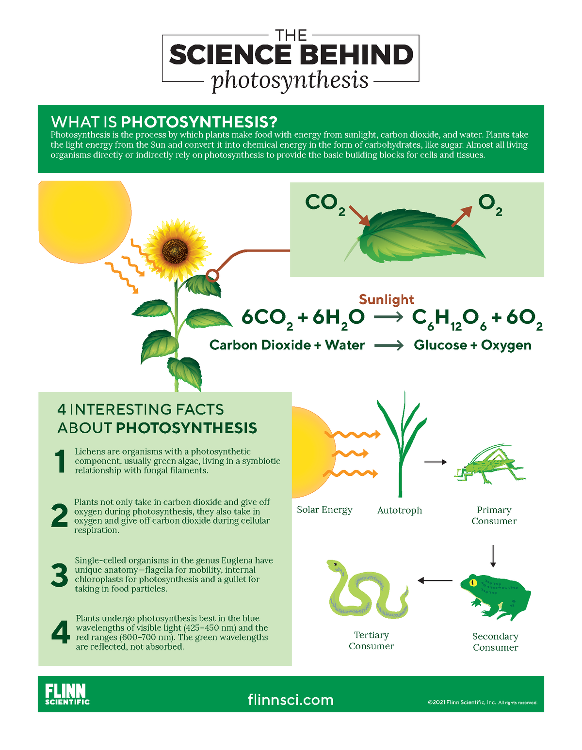 popular science article on photosynthesis