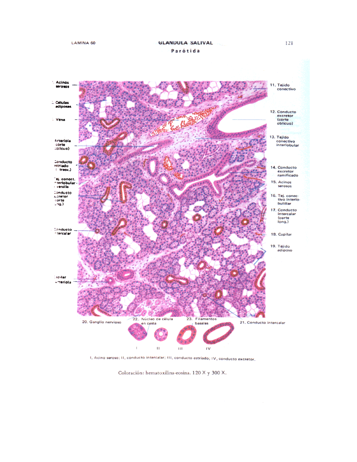 Parotida Submaxilar Y Sub Lingual Vesicula Billiar HISTOLOGIA Studocu