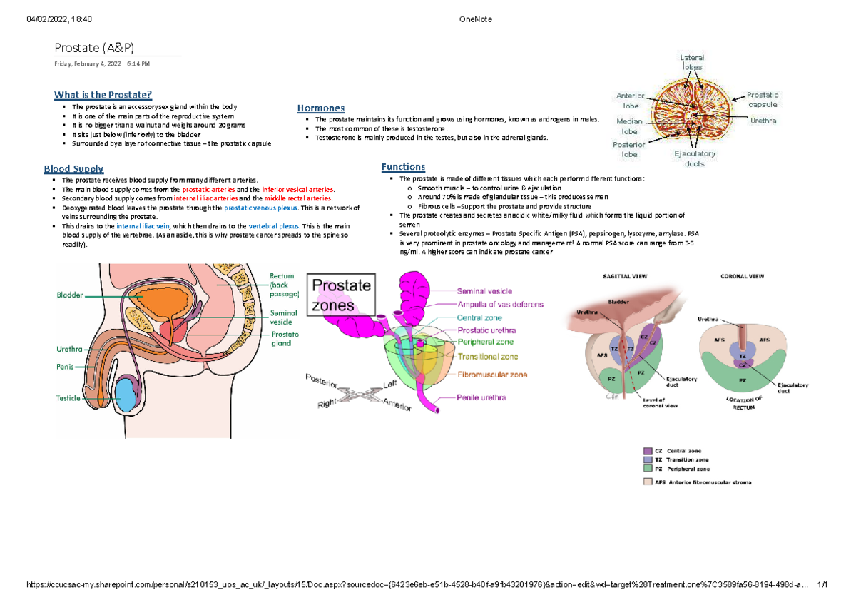 Prostate (Anatomy & Physiology) - 04/02/2022, 18:40 OneNote - Studocu