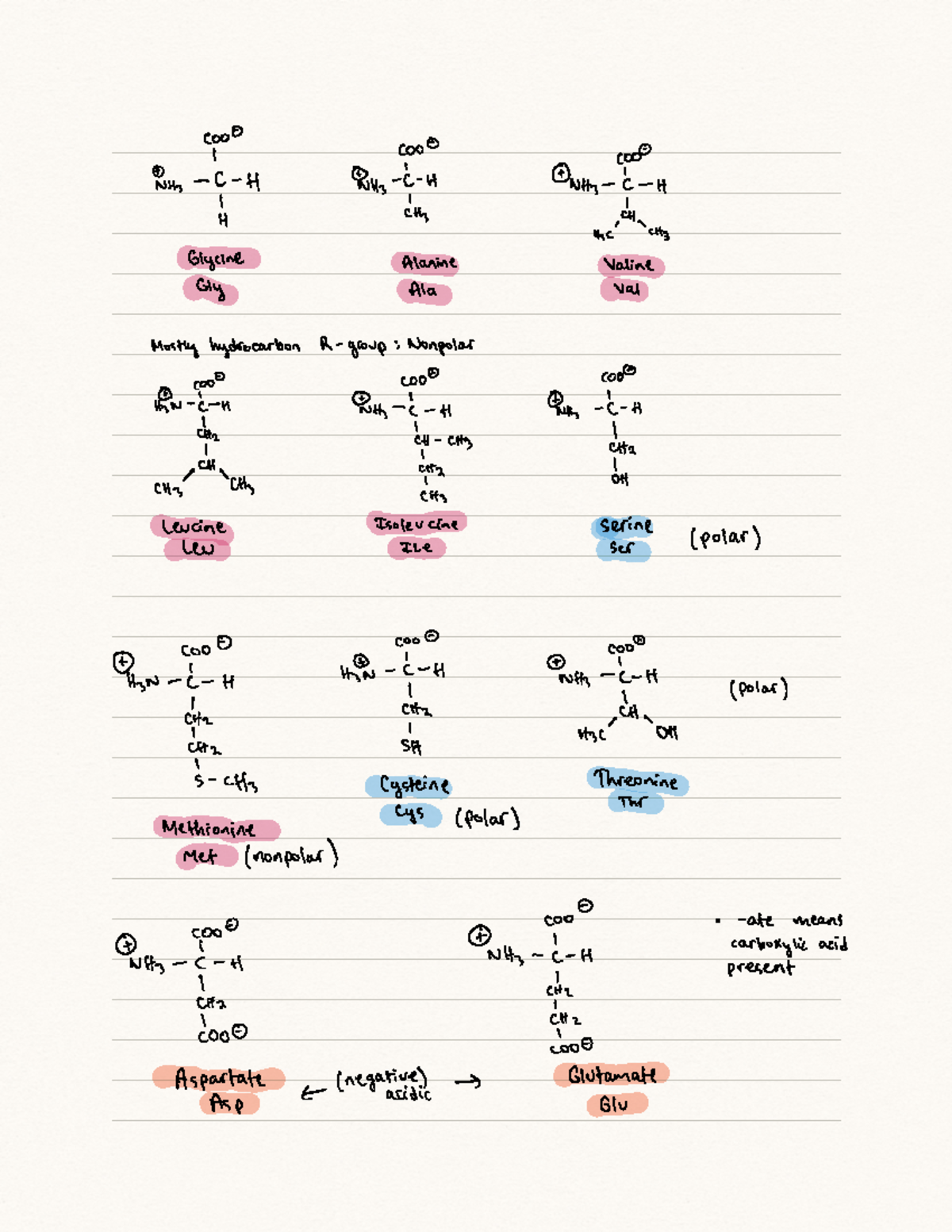 Amino Acids Practice Mcdb 310 Unit 1 Amino Acids Unit 1 Exam 1 Amino ...