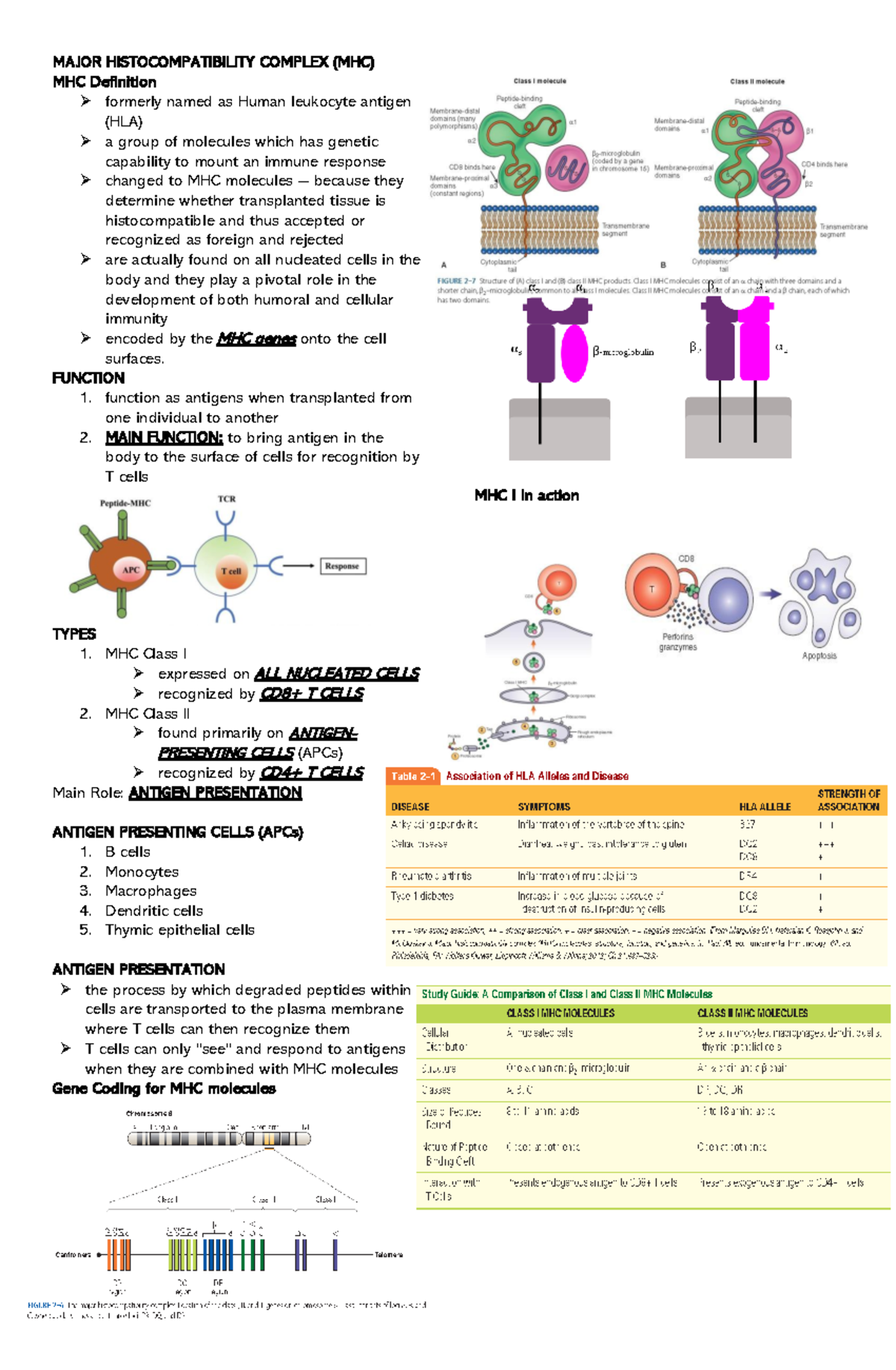 MAJOR COMPLEX (MHC) FUNCTION function as antigens