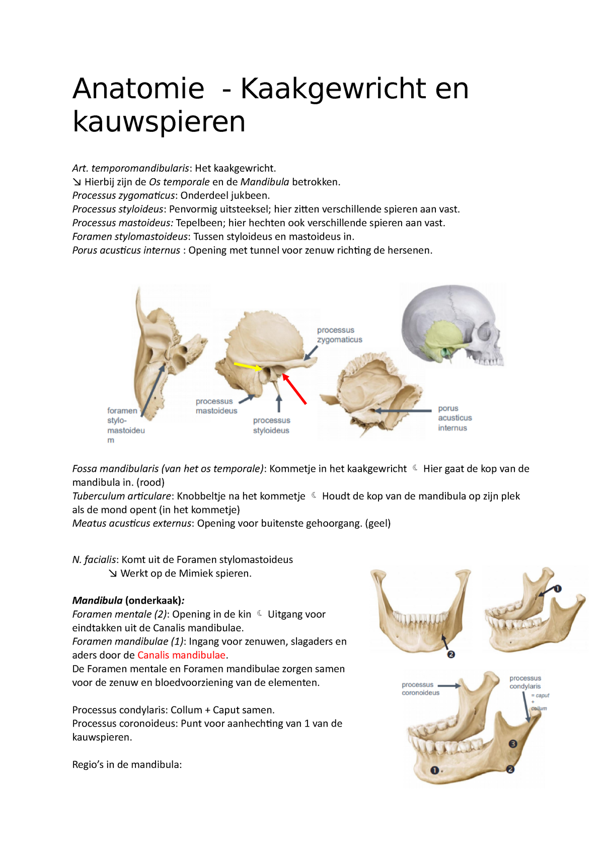 Anatomie - Kaakgewricht En Kauwspieren - Temporomandibularis: Het  Kaakgewricht. ↘ Hierbij Zijn De Os - Studeersnel