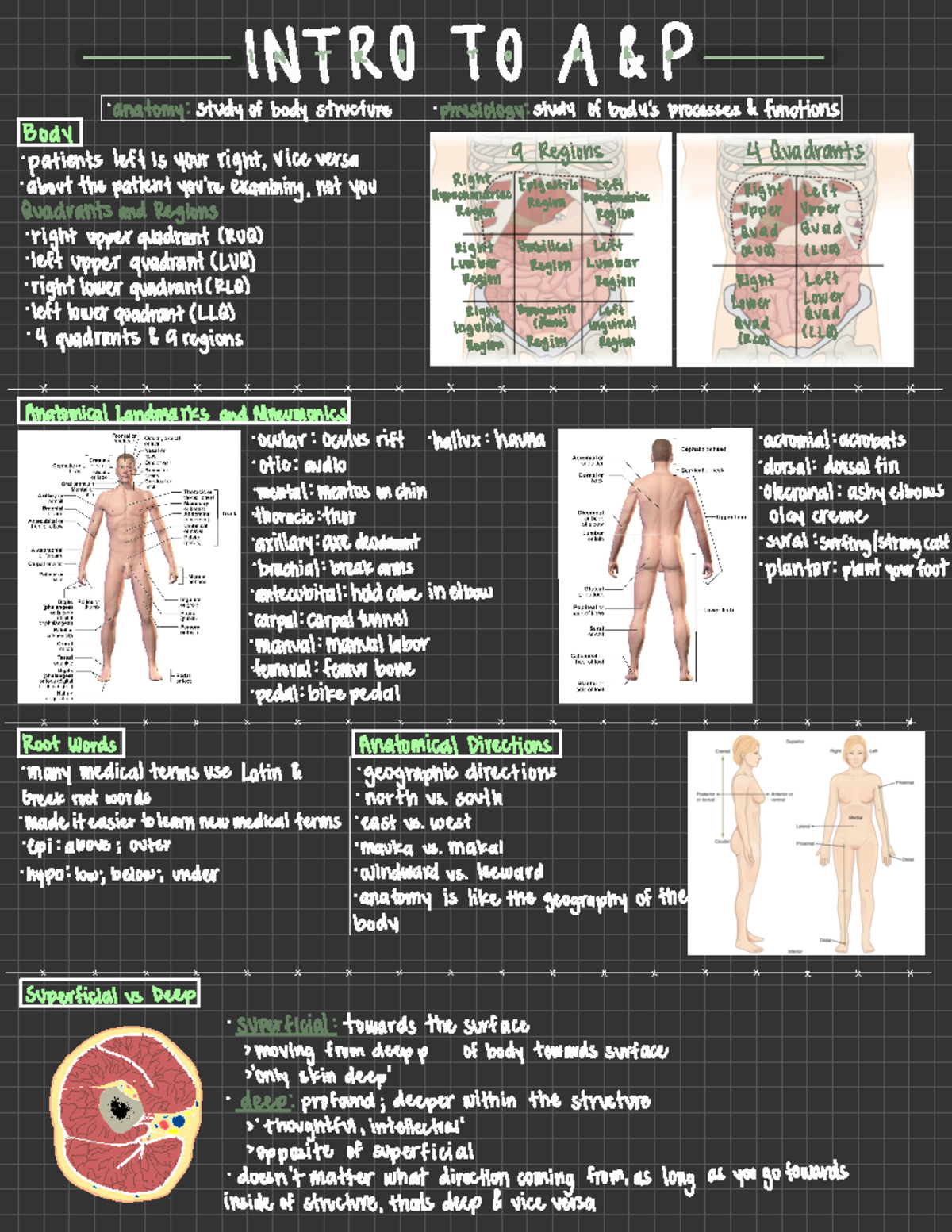 Intro To Anatomy And Physiology - T.AIF ① A- &P ' Anatomy : Study Of ...