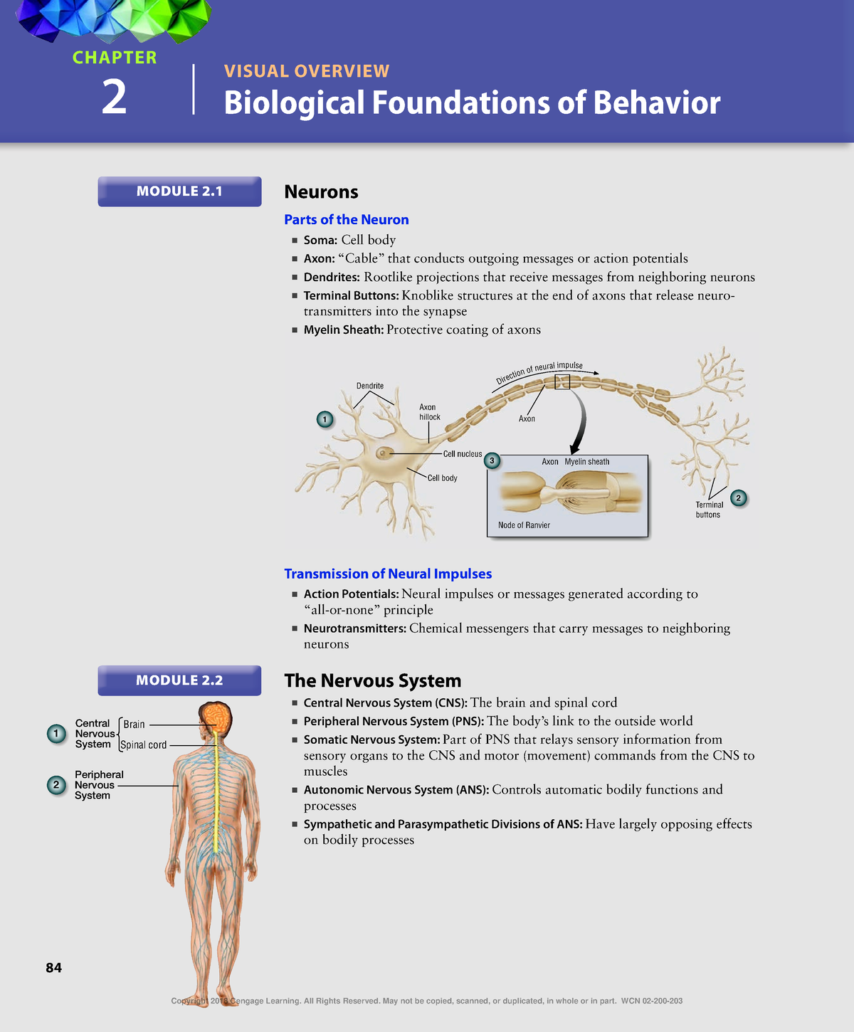 Ebupt 181421-100 - Physiology - 84 VISUAL OVERVIEW 2 Biological ...