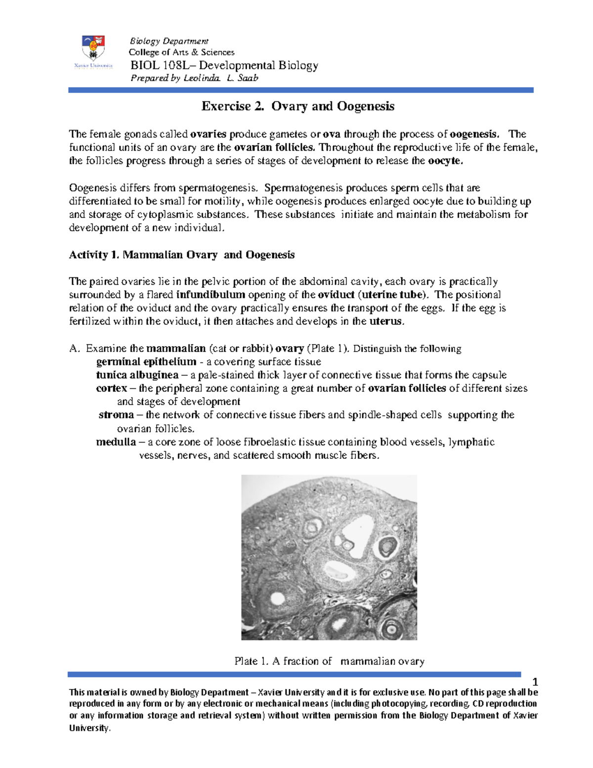 Ex. 2. Ovary and Oogenesis - College of Arts & Sciences BIOL 1 08 L ...