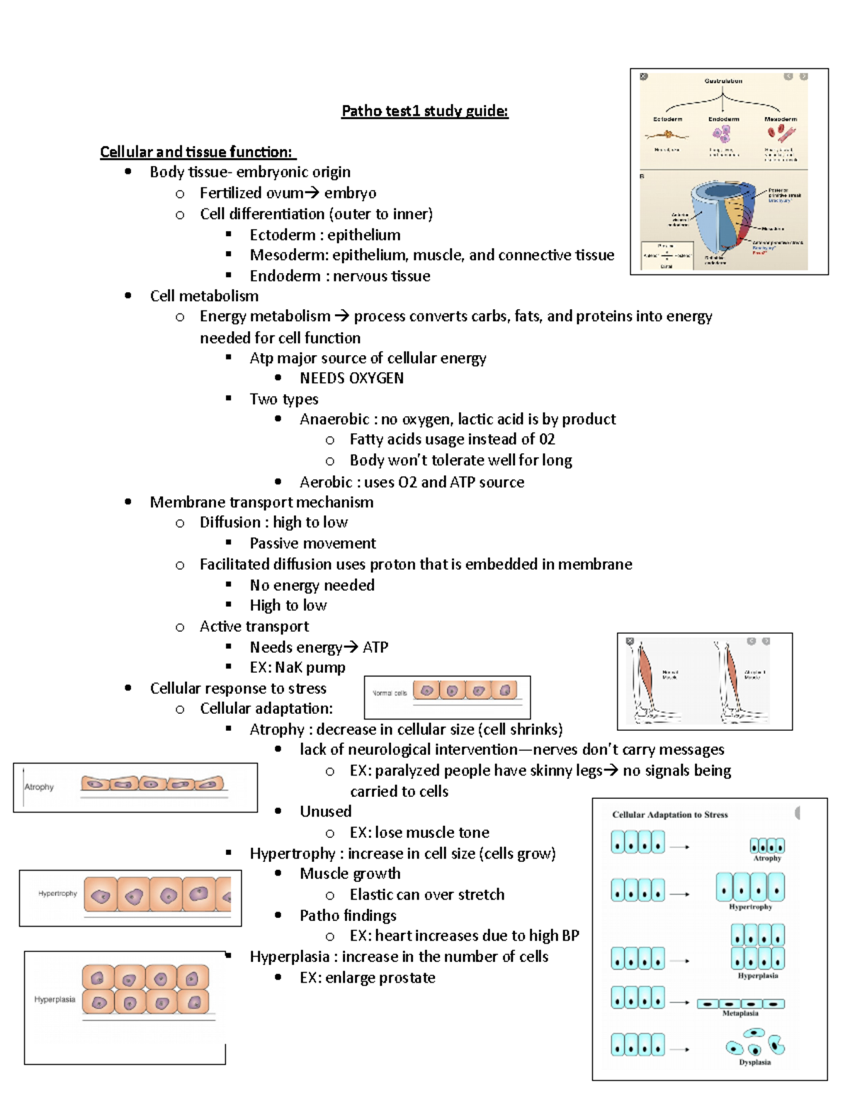 Patho Test1 Study Guide - Patho Test1 Study Guide: Cellular And Tissue ...