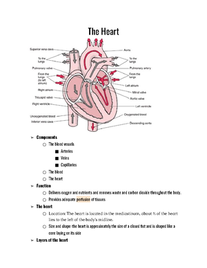 The Heart - Anatomy AP2 lab manual - AP 1 Lab: The Human Heart: Anatomy ...