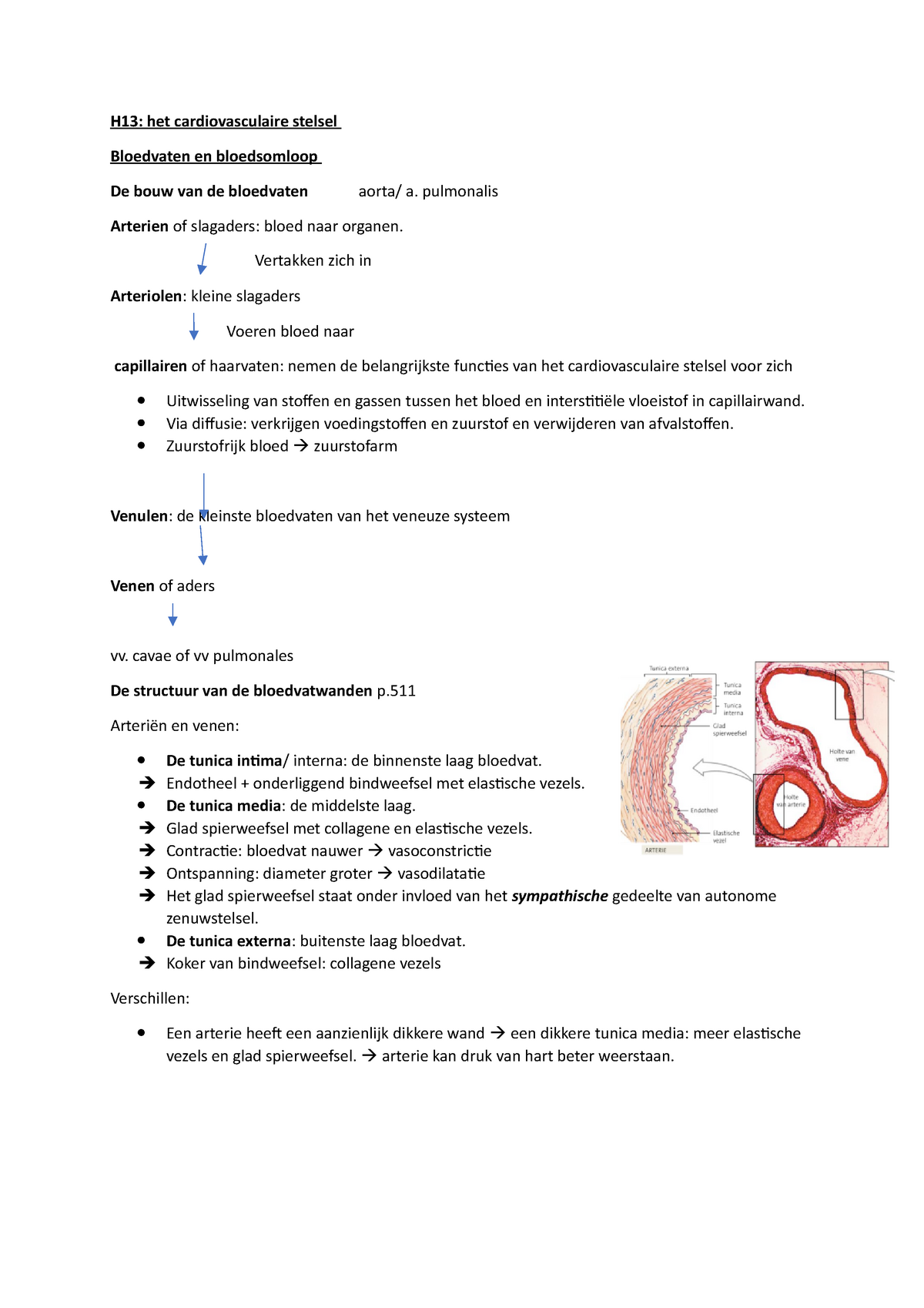 H13 - Samenvatting De Gezonde Mens - H13: Het Cardiovasculaire Stelsel ...