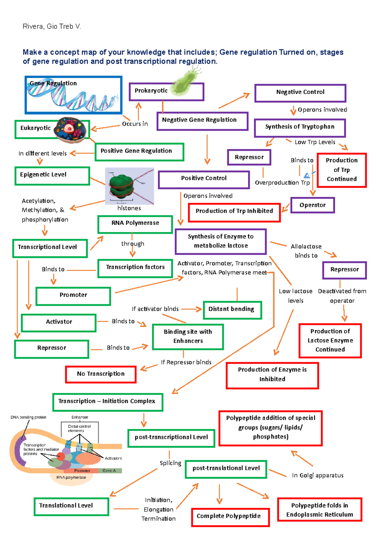 MOLECULAR BIOLOGY - CONCEPT MAP ON DNA REPLICATION - Medical Technology ...