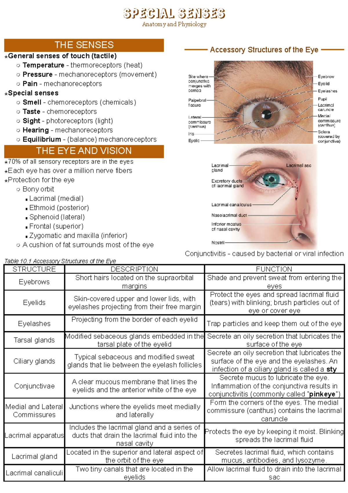 10. Special Senses - lecture - SPECIAL SENSES Anatomy and Physiology ...