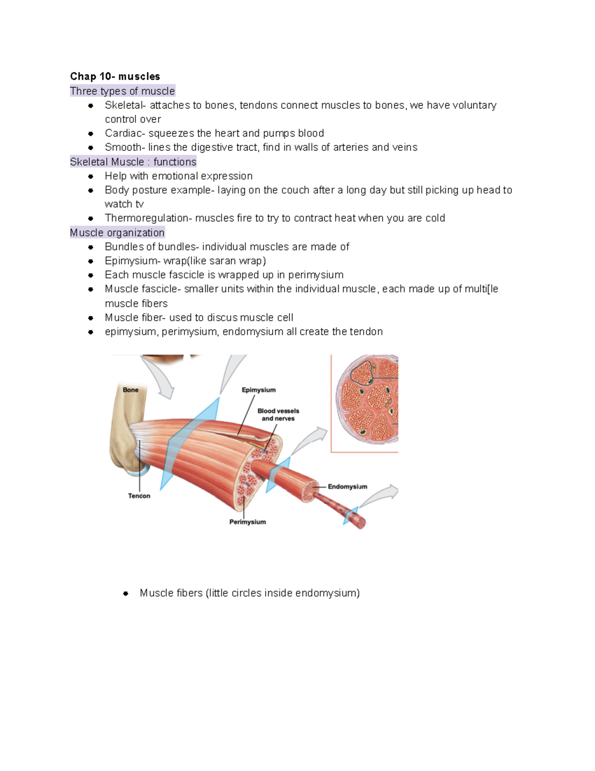 Chapter 10 anatomy - Chap 10- muscles Three types of muscle Skeletal ...