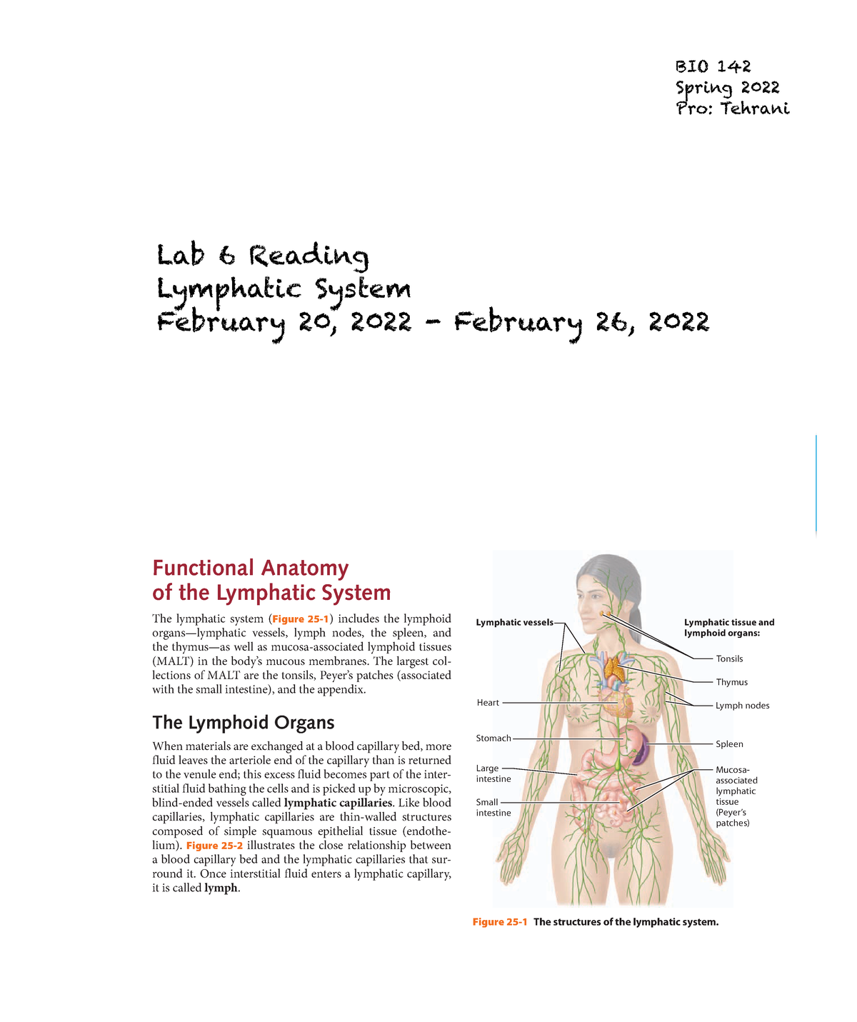 lymphatic system assignment pdf
