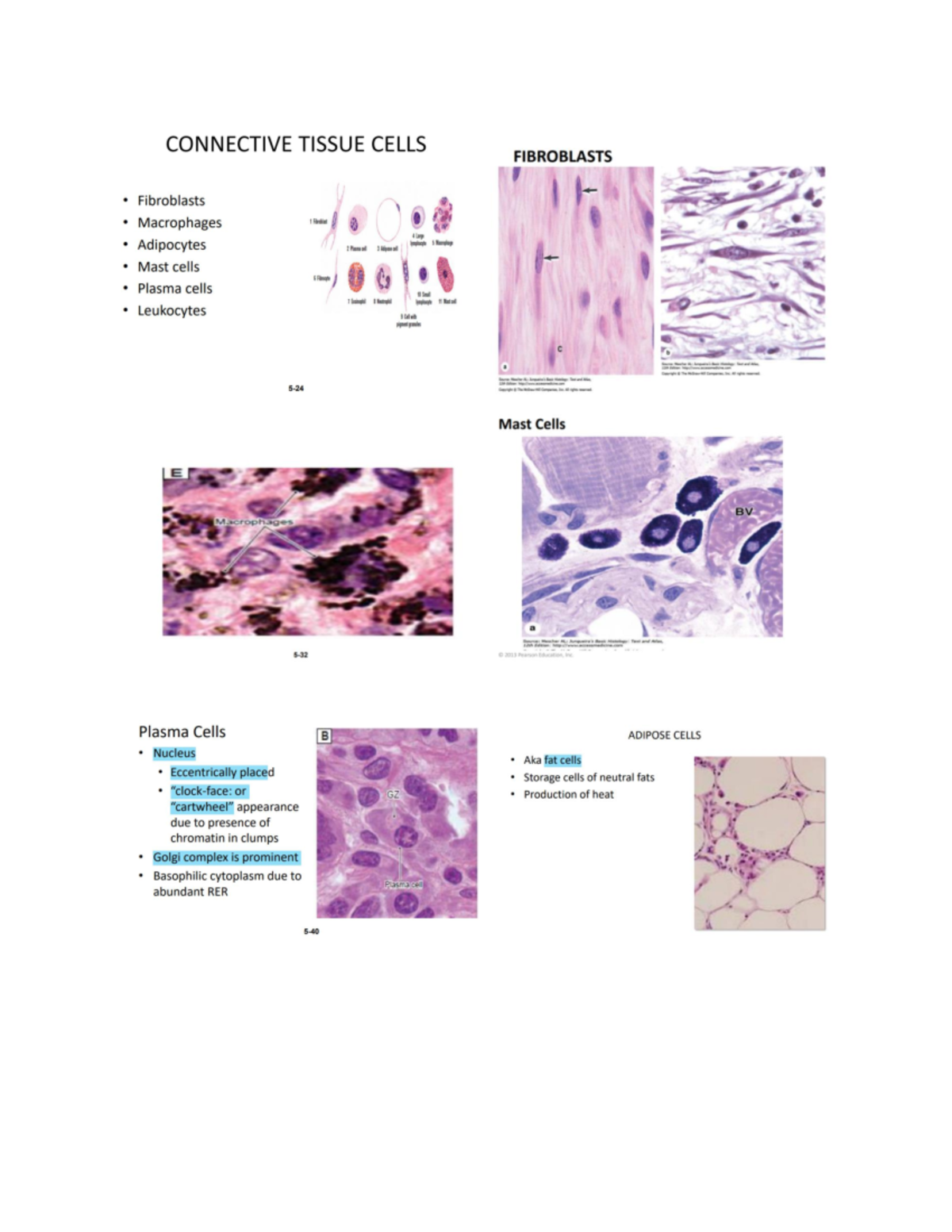 Histology Photos - Medical Technology - Studocu