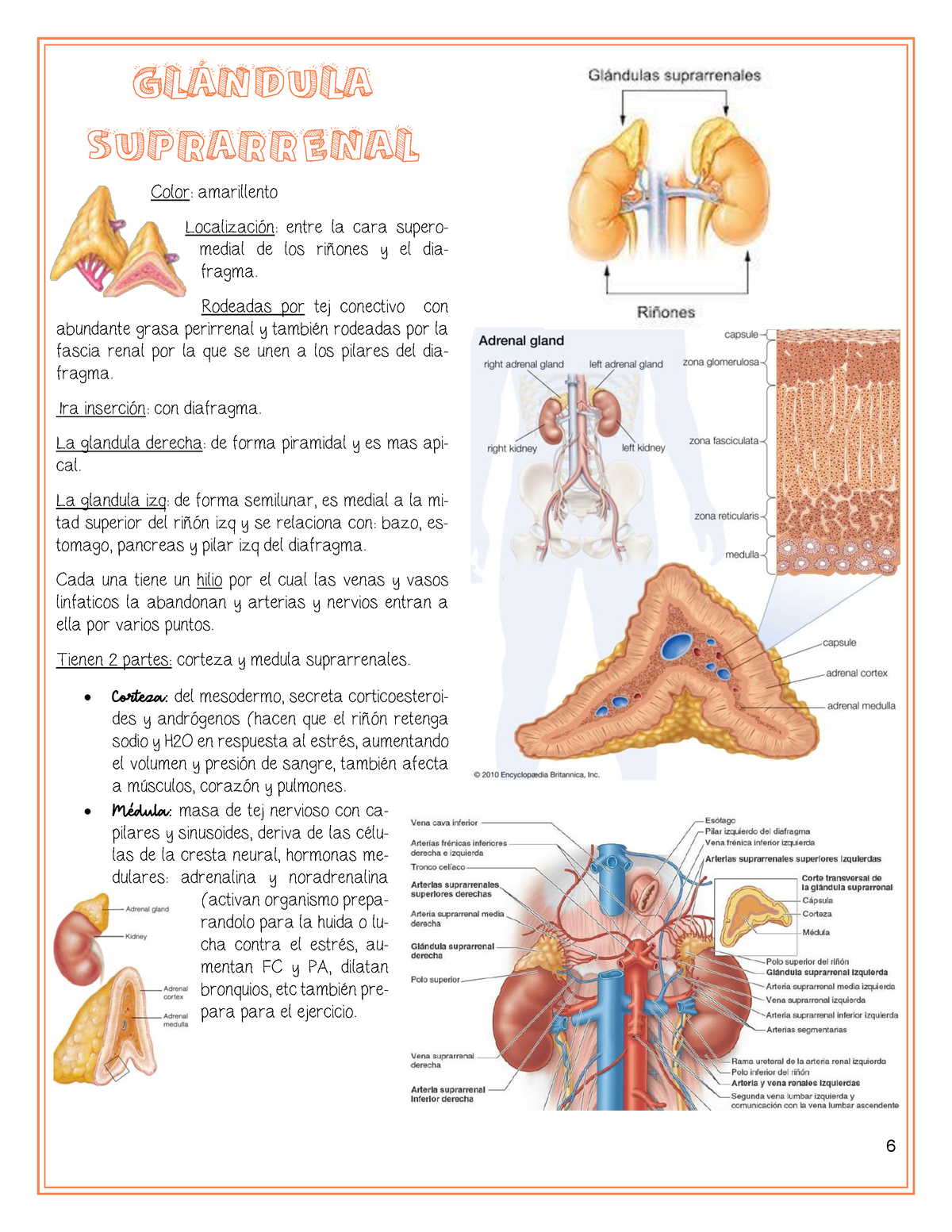 Glándula Suprarrenal 6 GlÁndula Suprarrenal Color Amarillento