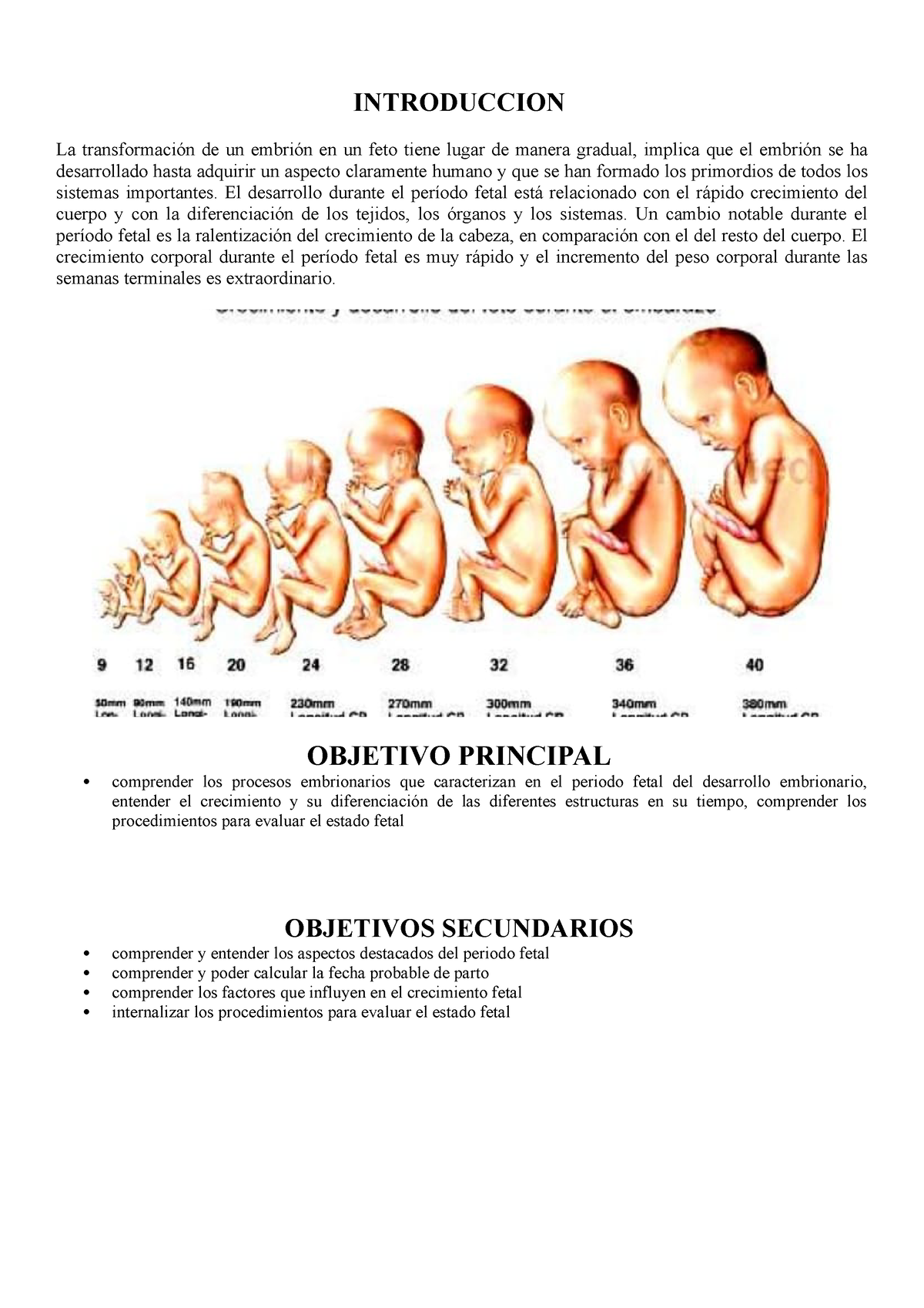 6 Periodo Fetal Embriologia Informes Introduccion La Transformación De Un Embrión En Un 