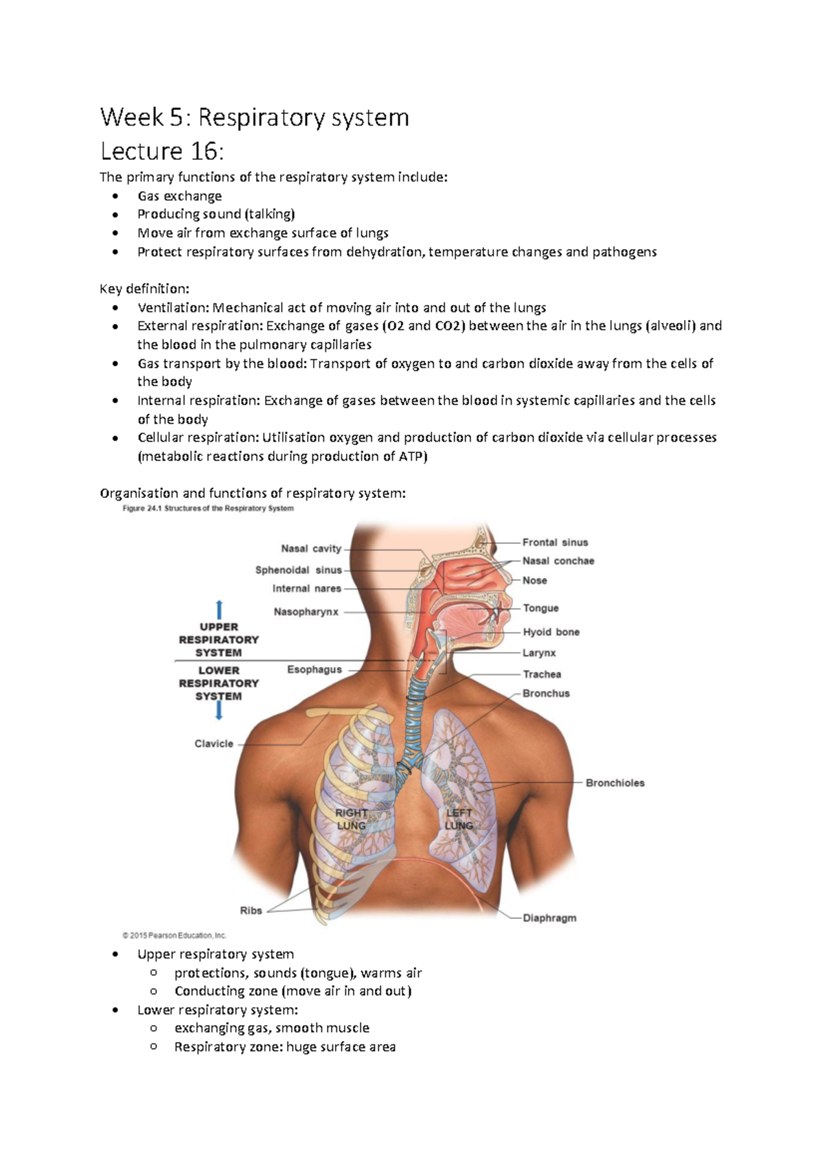 Respiratory system - • Function: warm, filter, moisten air • Protection ...