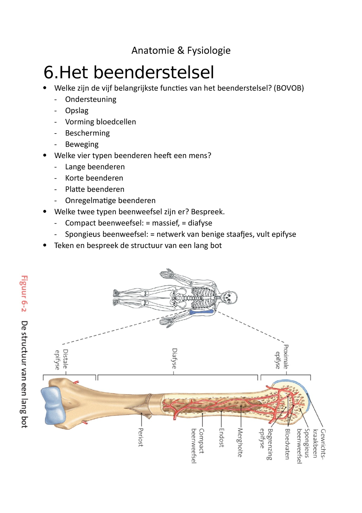 Sv Anatomie And Fysiologie Anatomie And Fysiologie 6 Beenderstelsel Welke