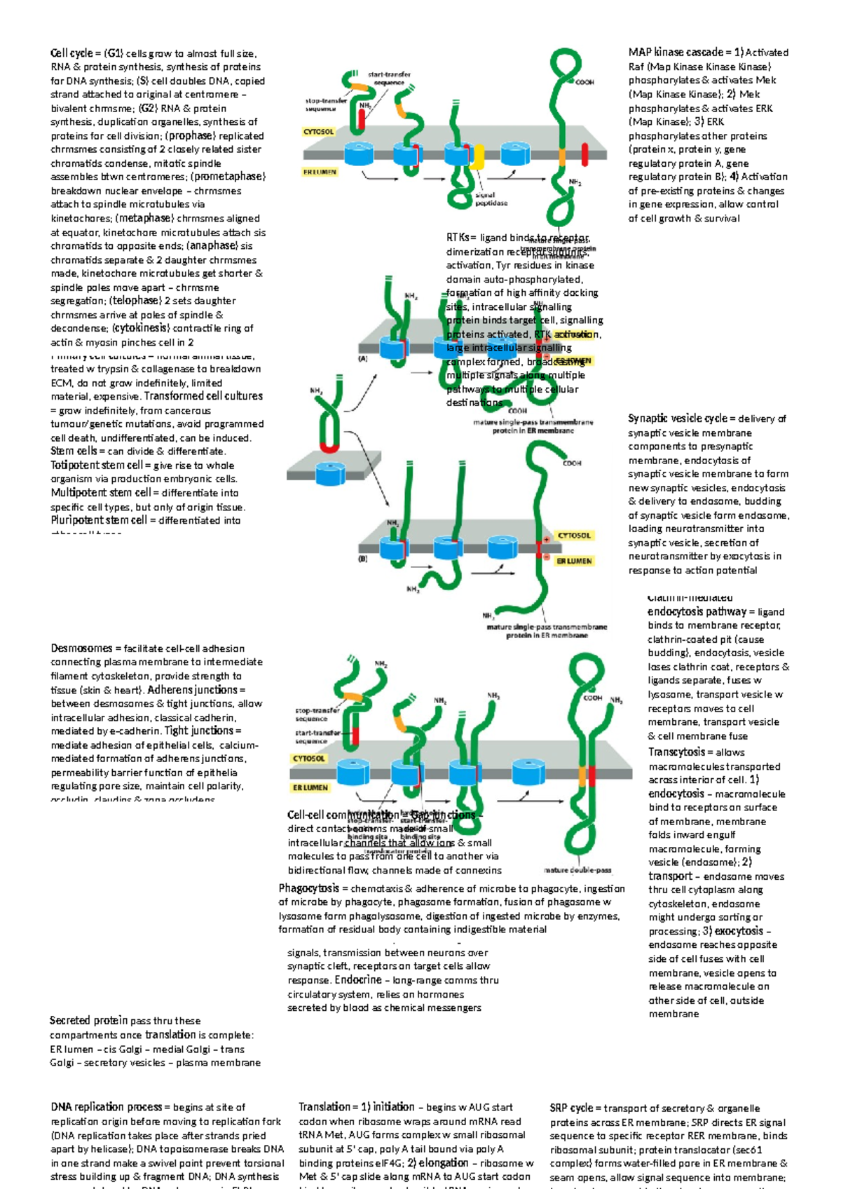 Final exam memory aid - Primary cell cultures = normal animal tissue ...