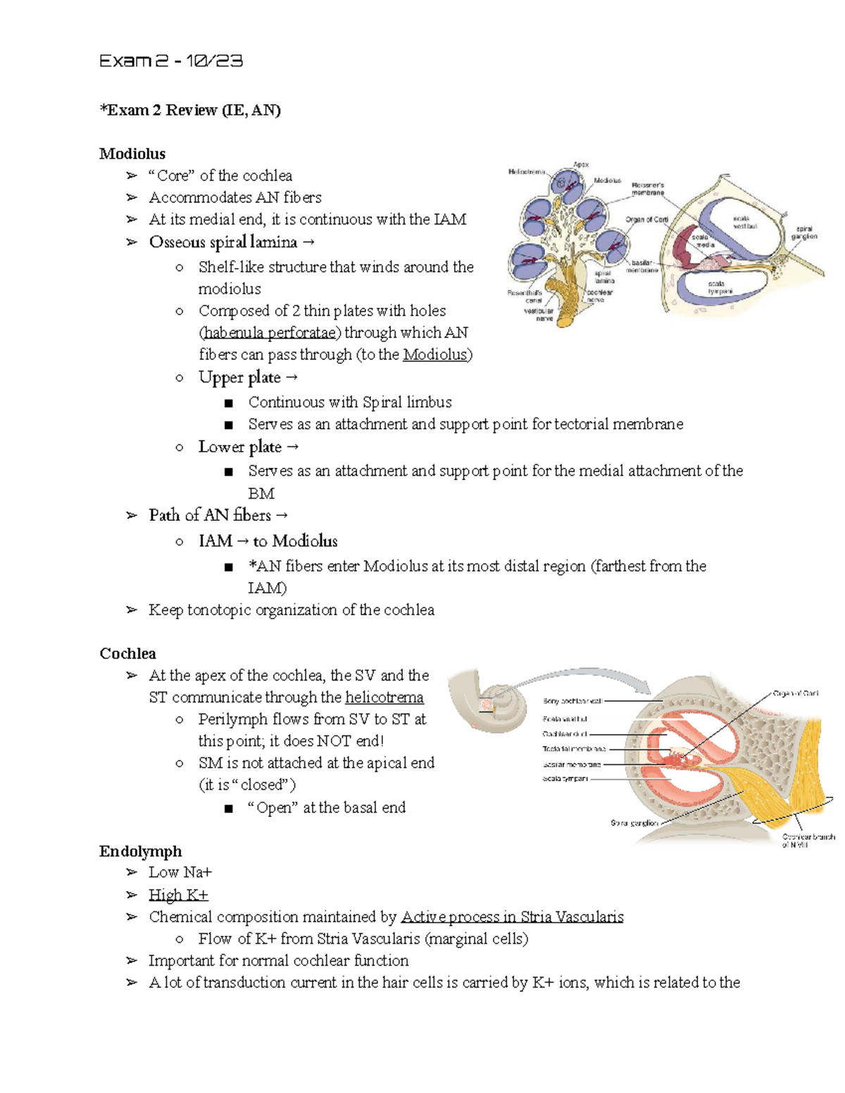 Exam 2 Review - Inner ear anatomy, auditory nerve functions - Exam 2 ...