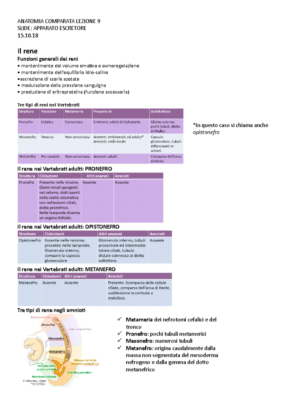 Appunti Anatomia Comparata Apparato Escretore Anatomia Comparata Lezione 9 Slide Apparato Studocu