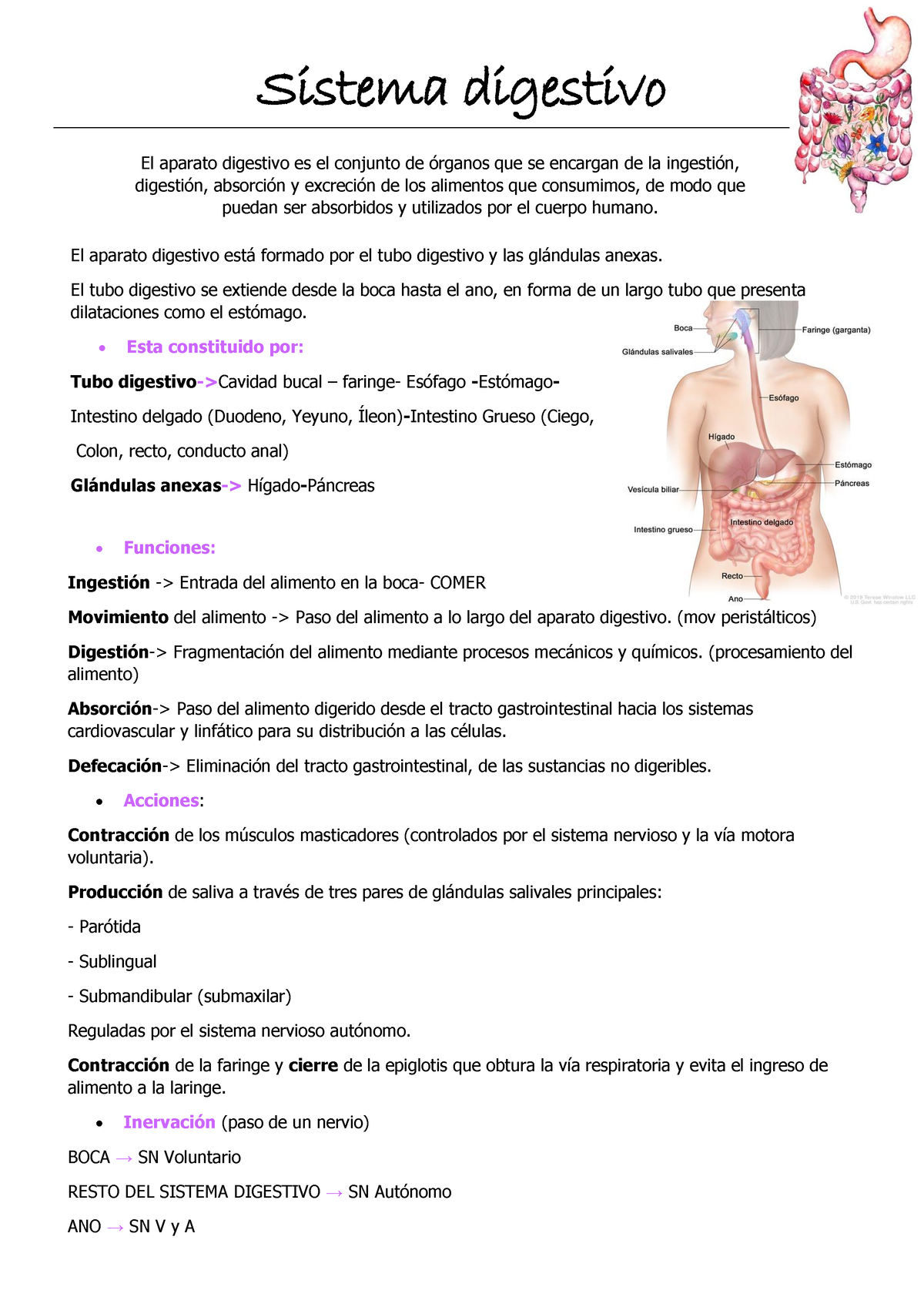 Sistema Digestivo Apuntes Sistema Digestivo El Aparato Digestivo Es