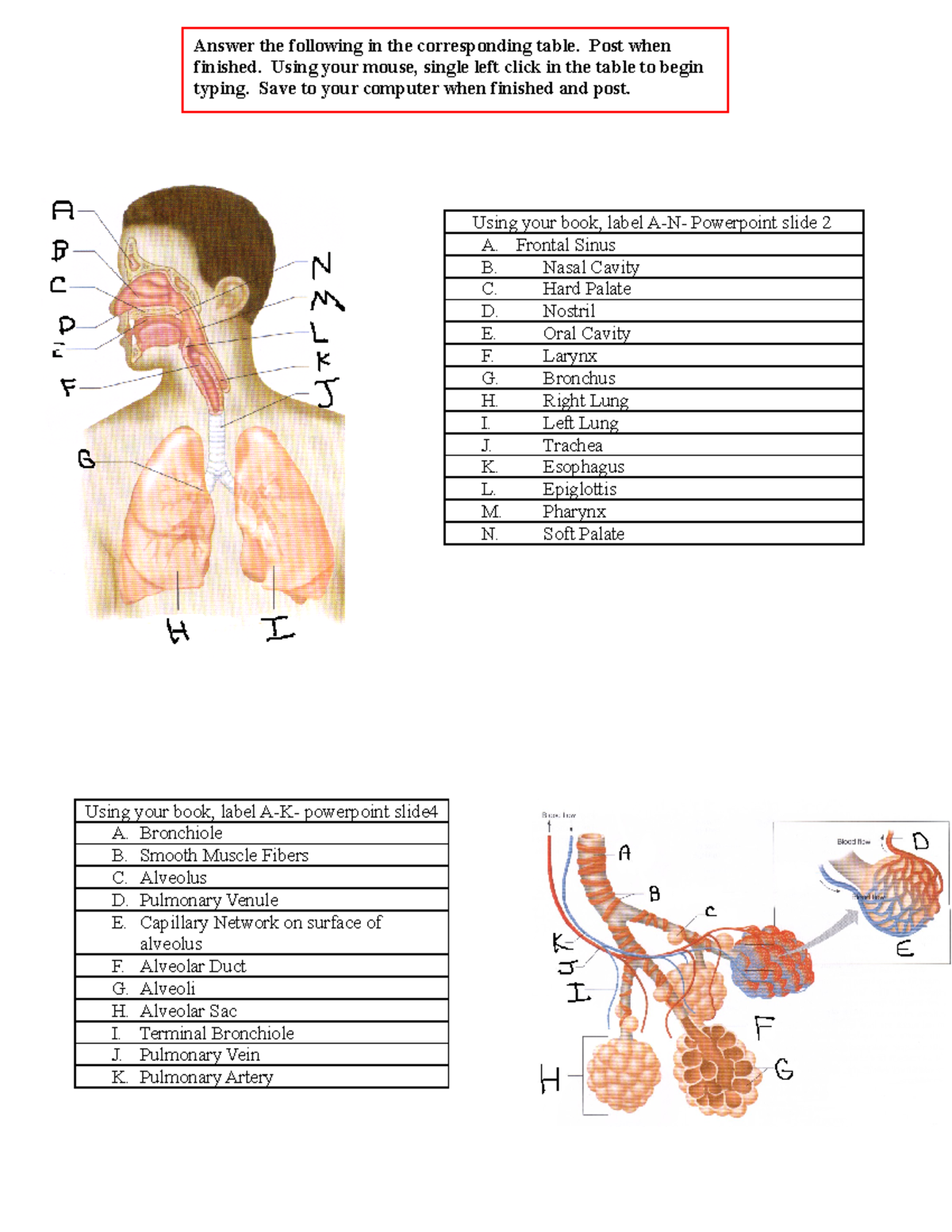 Lung Pictures - Using your book, label A-K- powerpoint slide A ...