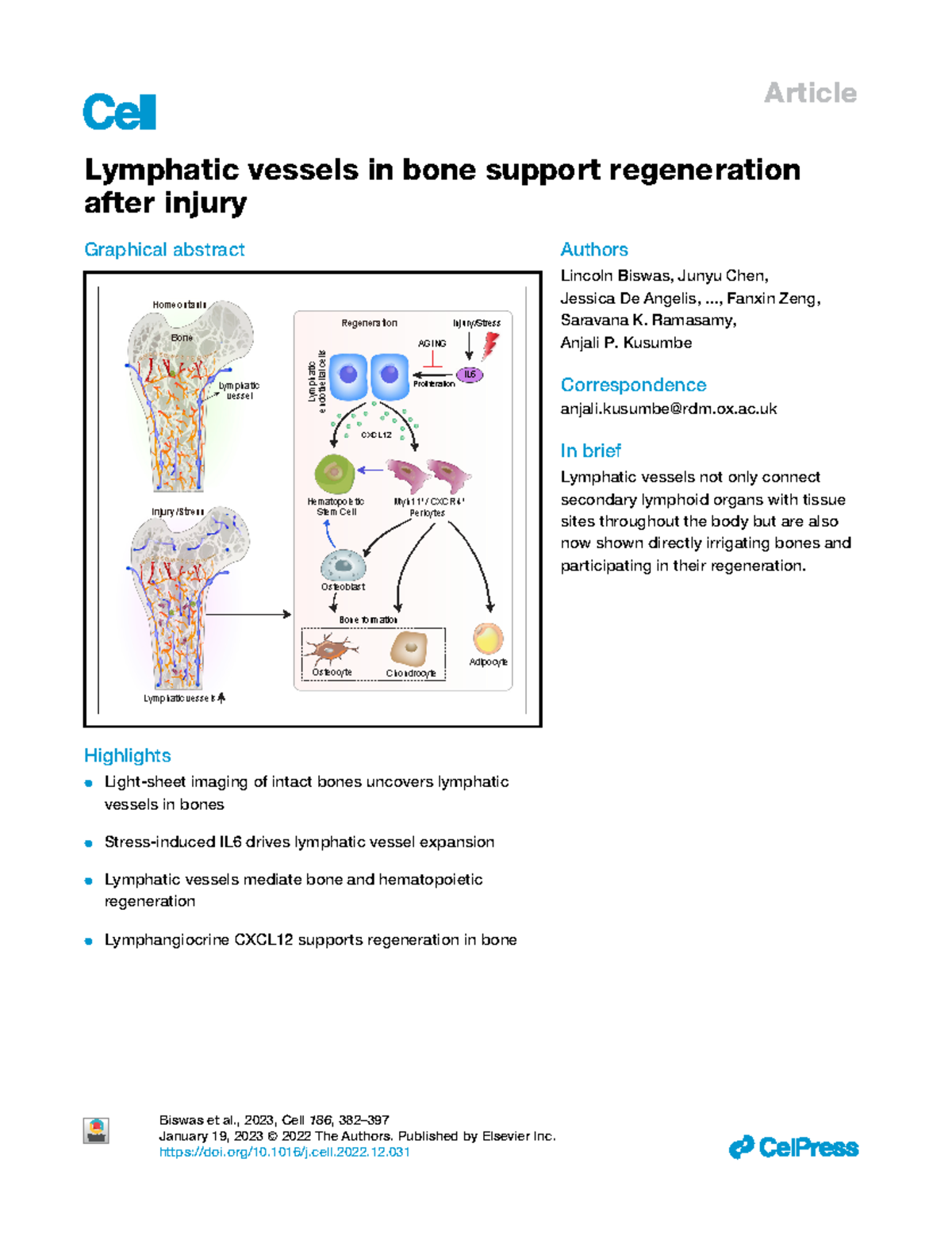 Lymphatic vessels in bone support regeneration aft - Article Lymphatic ...